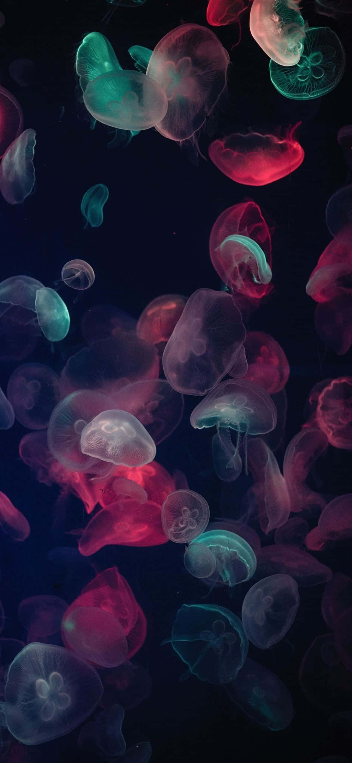 1170x2532 Çözünürlüklü Çok Renkli Denizanası Duvar Kağıdı