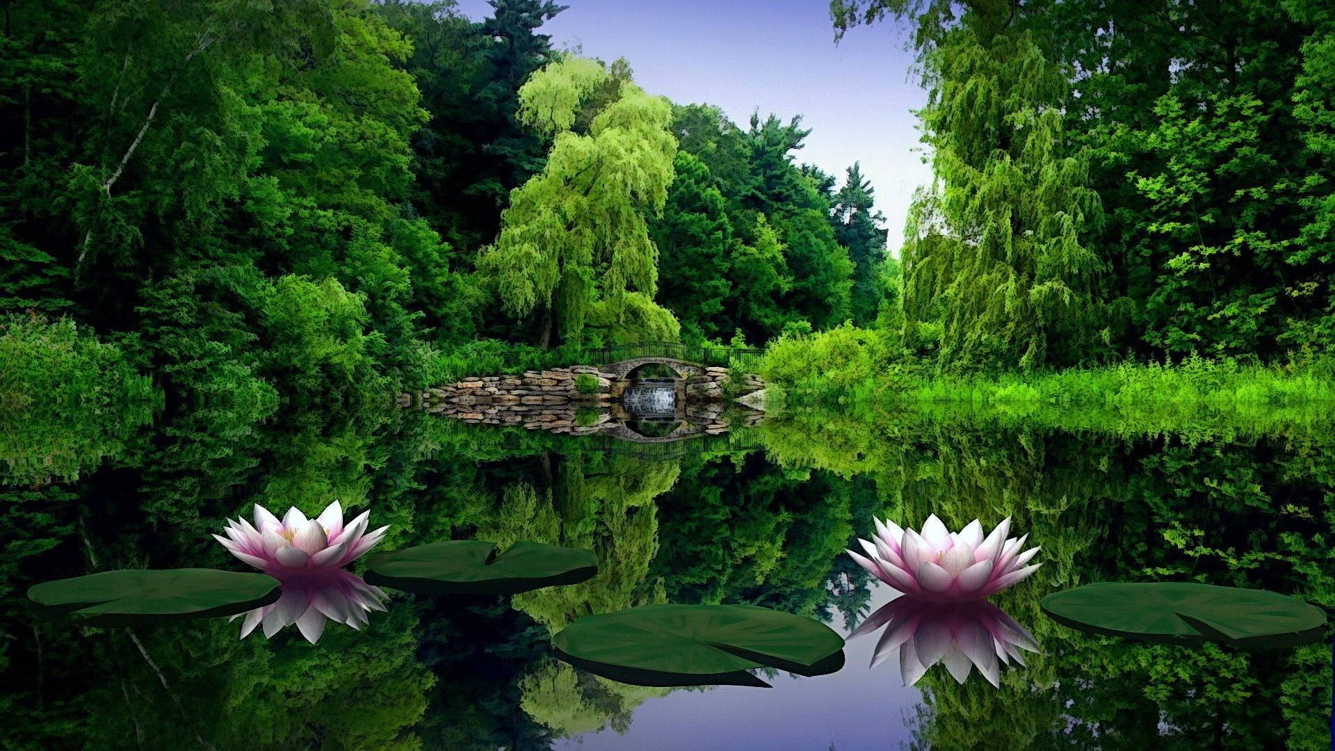 1920x1080 Full HD Doğa Nilüferi Duvar Kağıdı