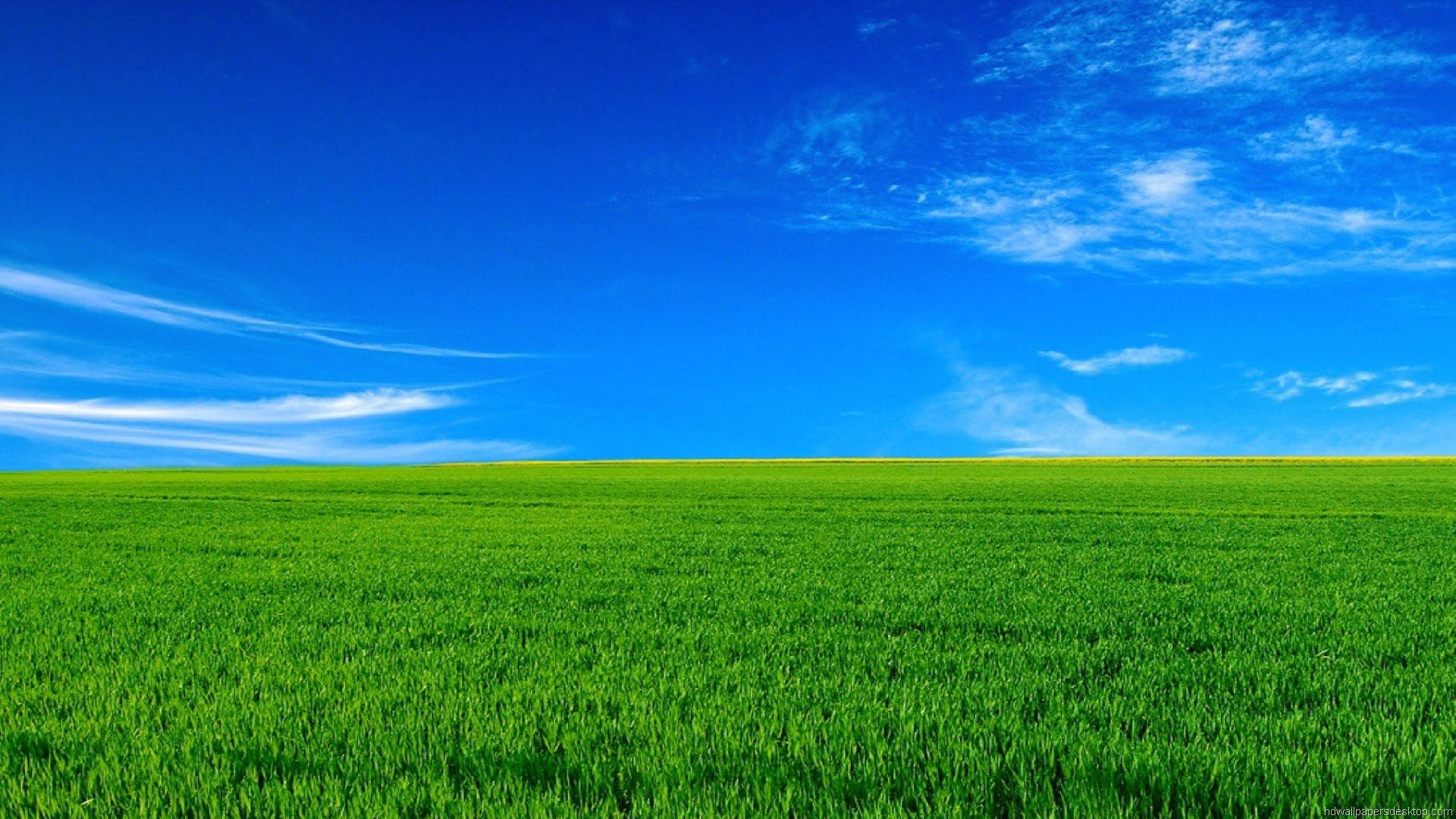1920x1080 Full HD Doğa Yeşil Çimen Mavi Gökyüzü Duvar Kağıdı