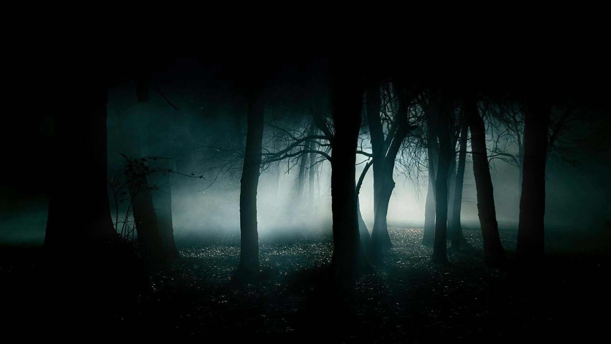2560x1440 Siyah Ürkütücü Orman Duvar Kağıdı