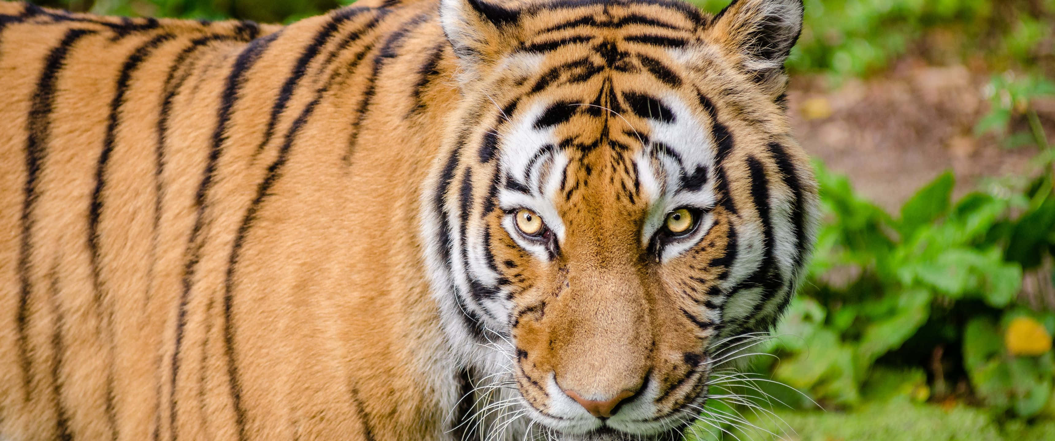 3440x1440 Çizgili Bengal Kaplanı Duvar Kağıdı