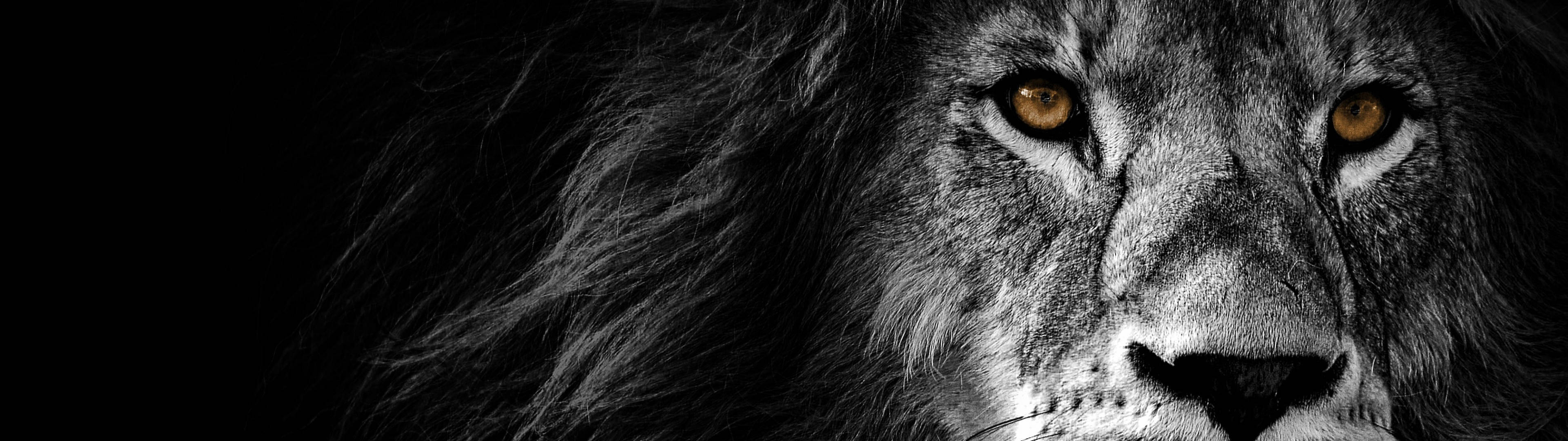 3840x1080 4K Aslan Altın Gözler Duvar Kağıdı