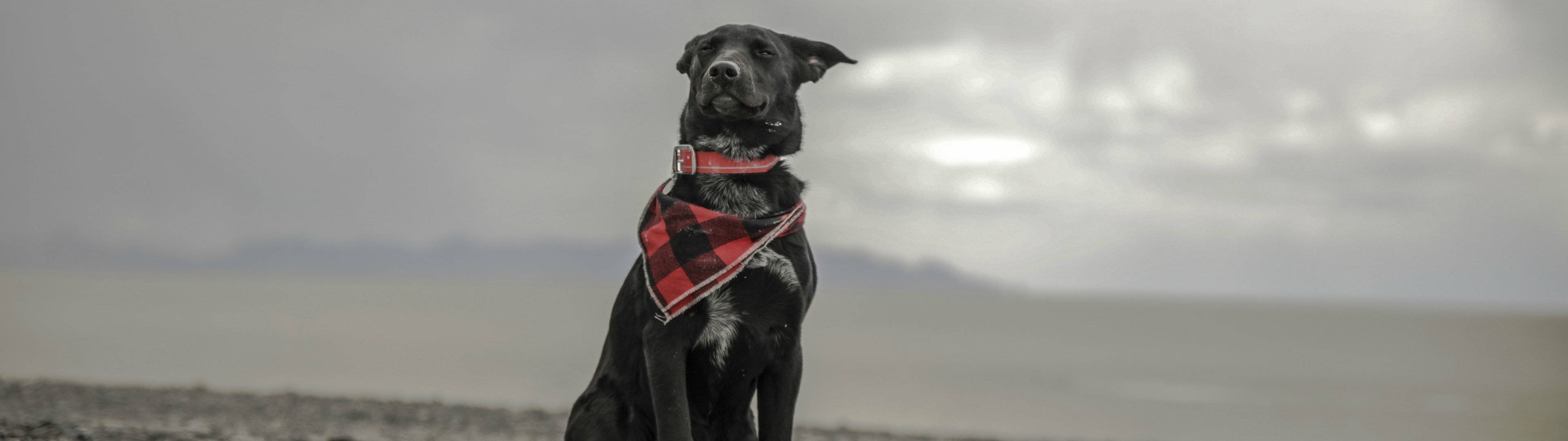 3840x1080 4K Atkılı Köpek Duvar Kağıdı