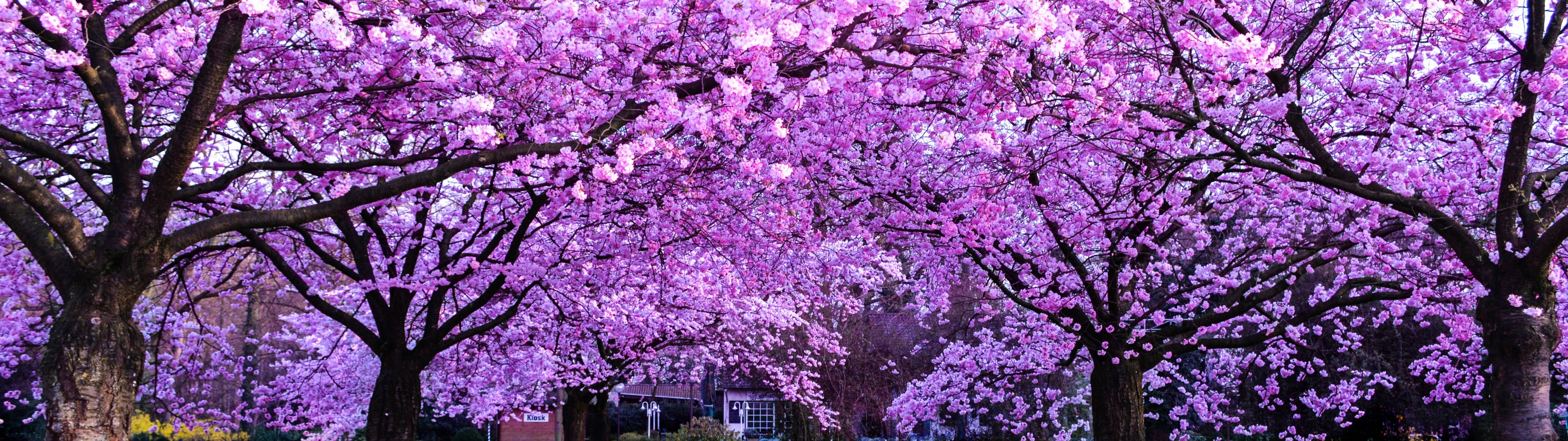 3840x1080 4K Kiraz Çiçeği Ağaçları Duvar Kağıdı