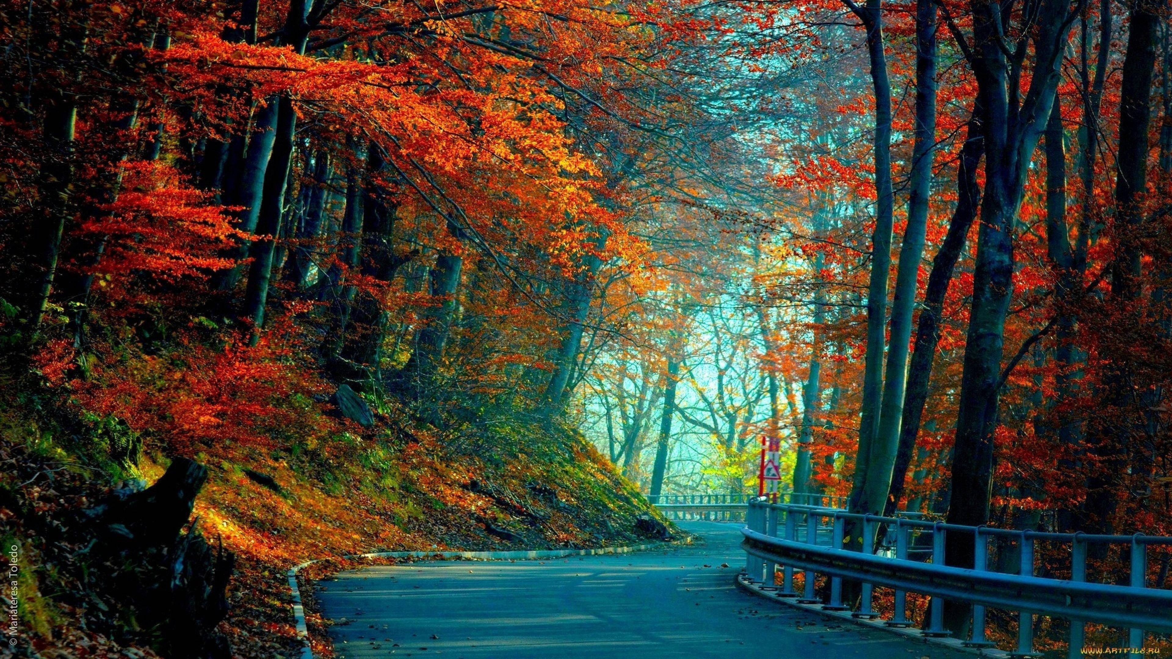 3840x2160 Monitör Orman Yolu Duvar Kağıdı
