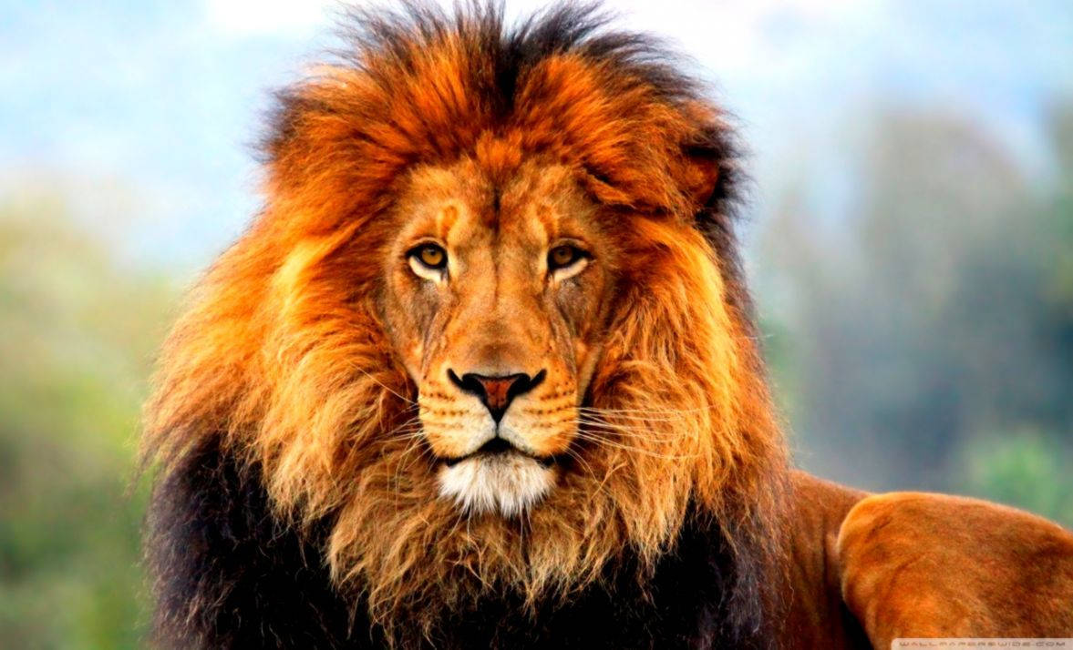 3d Aslan Arkaplanı: Görkemli Aslan