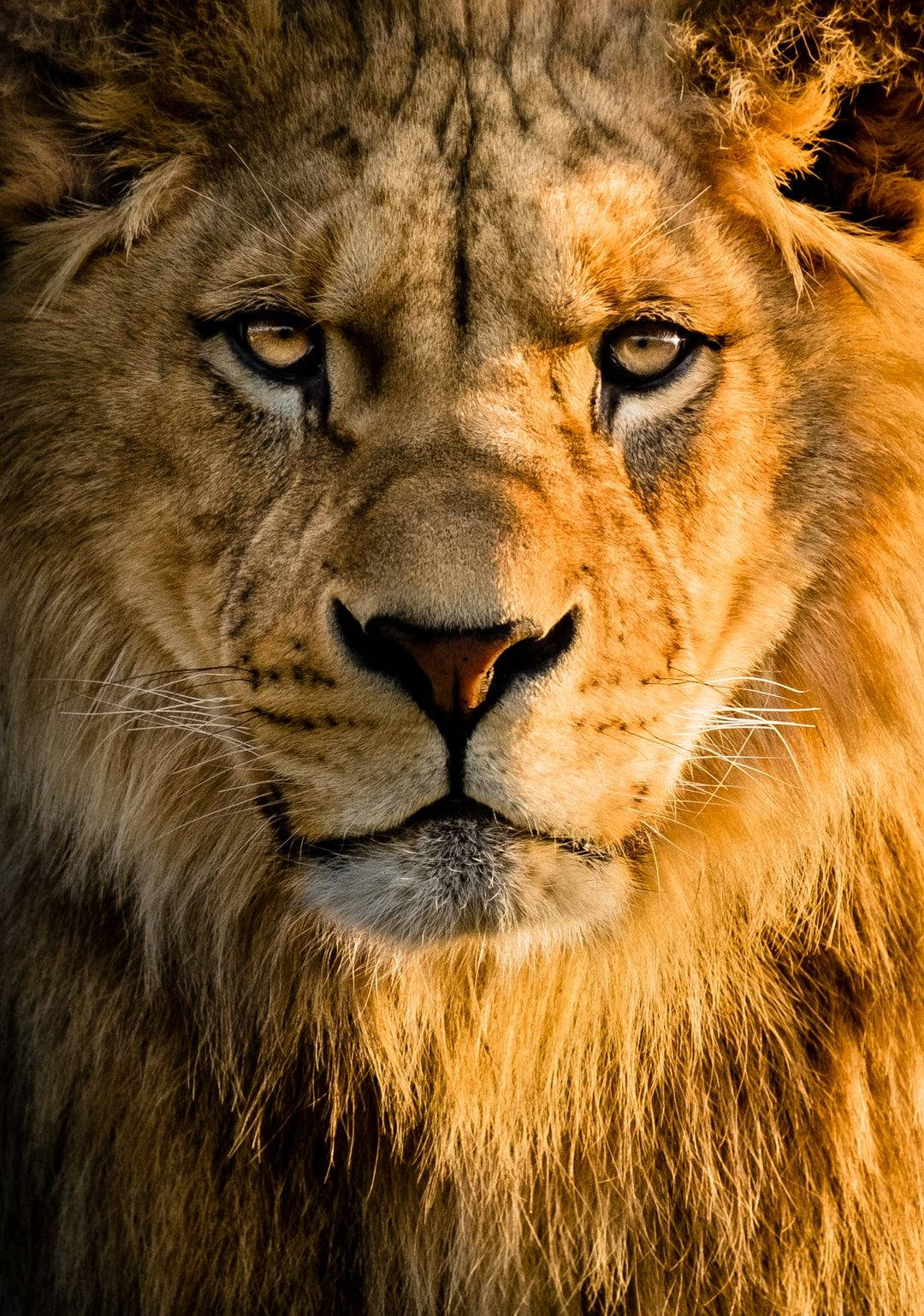 3D Aslan Duvar Kağıdı