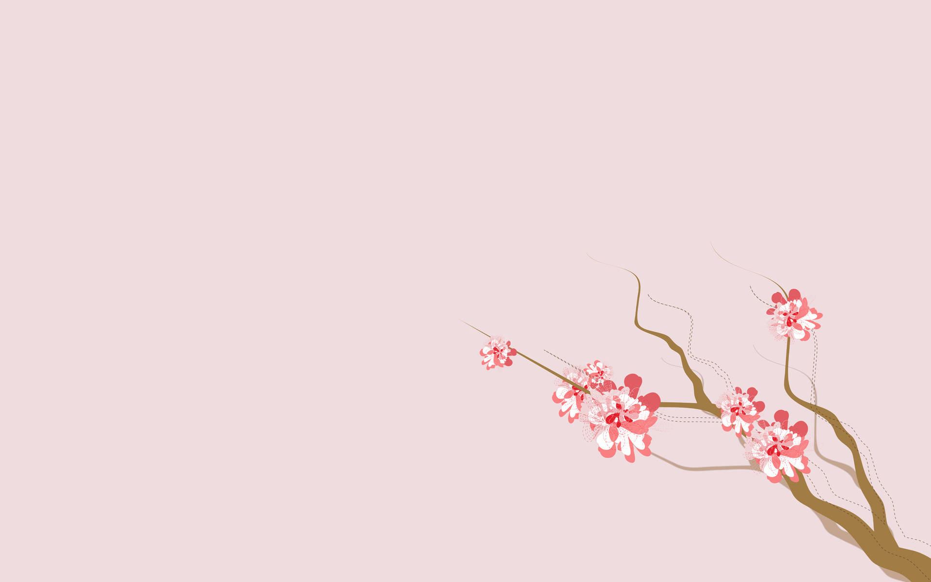 4K Doğa Sakura Çiçekleri