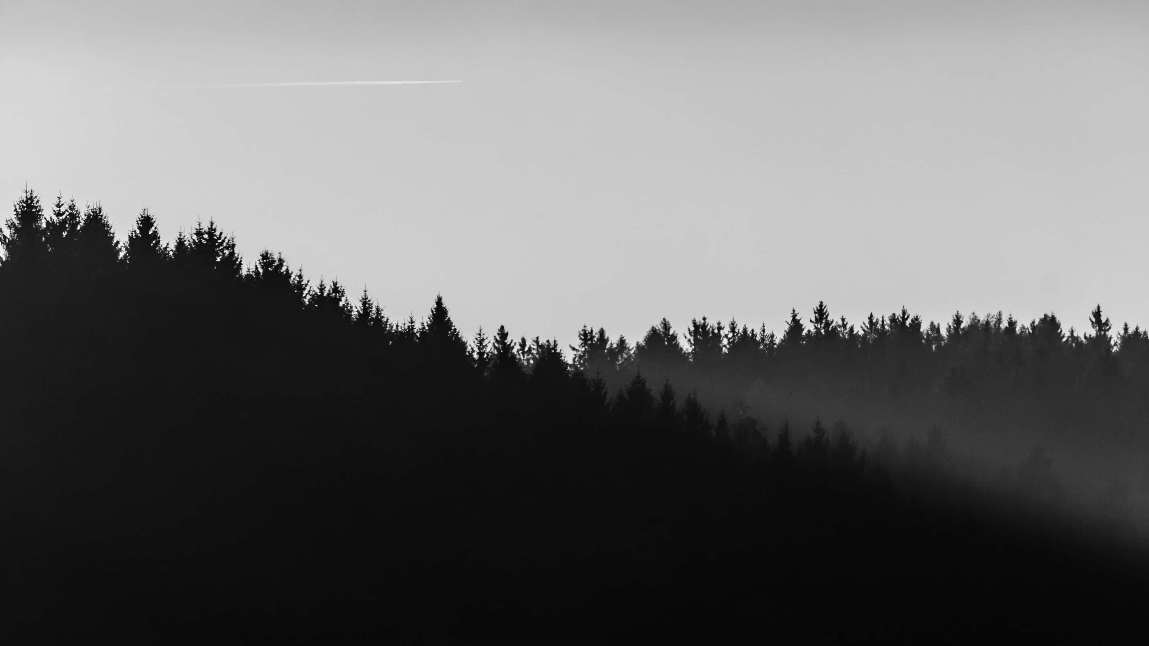 4K Minimalist Siyah Beyaz Orman Duvar Kağıdı