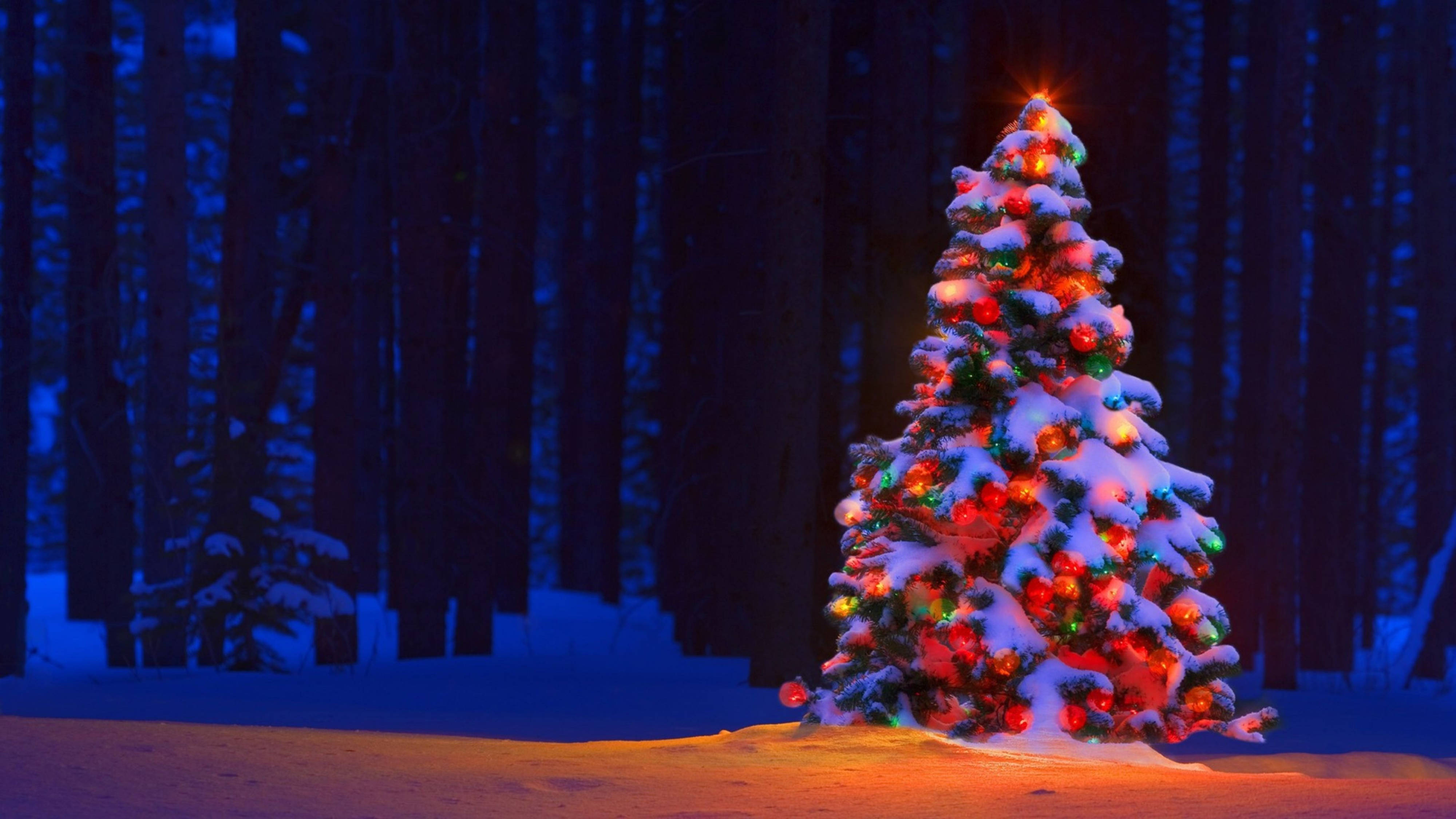 4K Ultra HD Noel Ağacı Ormanı Duvar Kağıdı