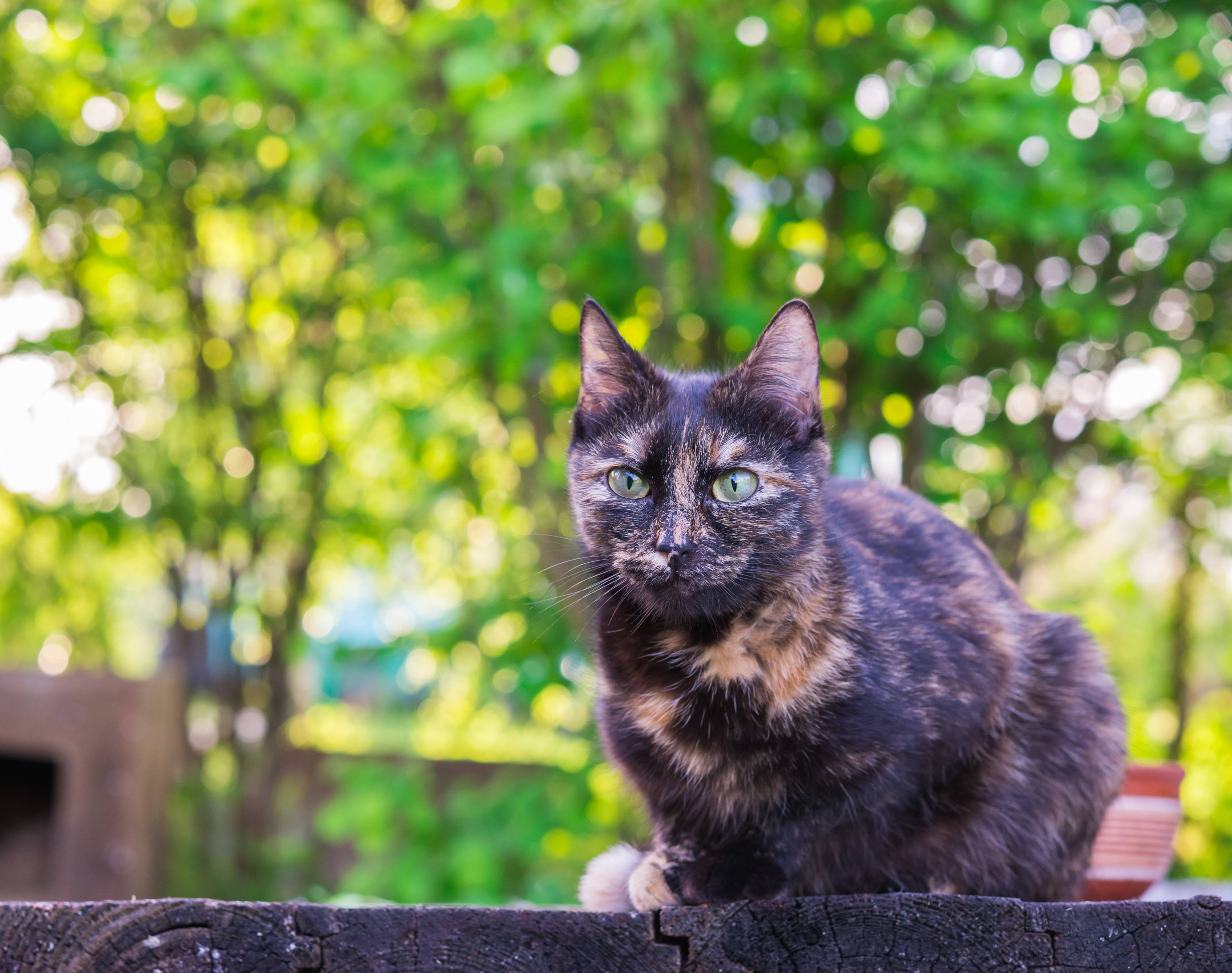 4K Yeşil Ağaçlar ve Siyah Kedi Duvar Kağıdı