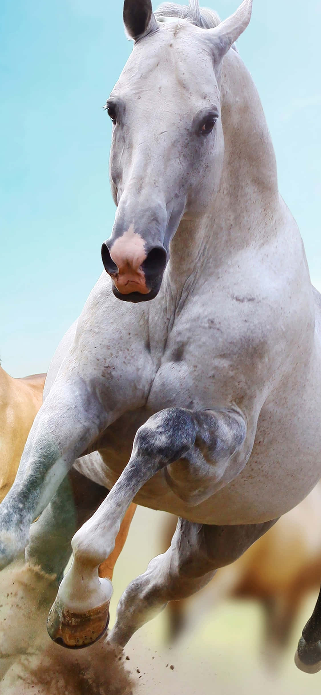 A Close-Up Photo of an Exotic Animal On an iPhone Duvar Kağıdı