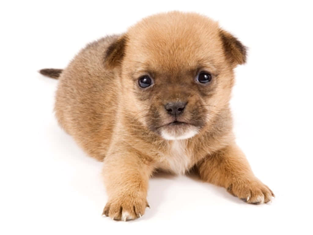 Aaa, Şu Sevimli Küçük Tüylü Köpeğe Bakın! Duvar Kağıdı