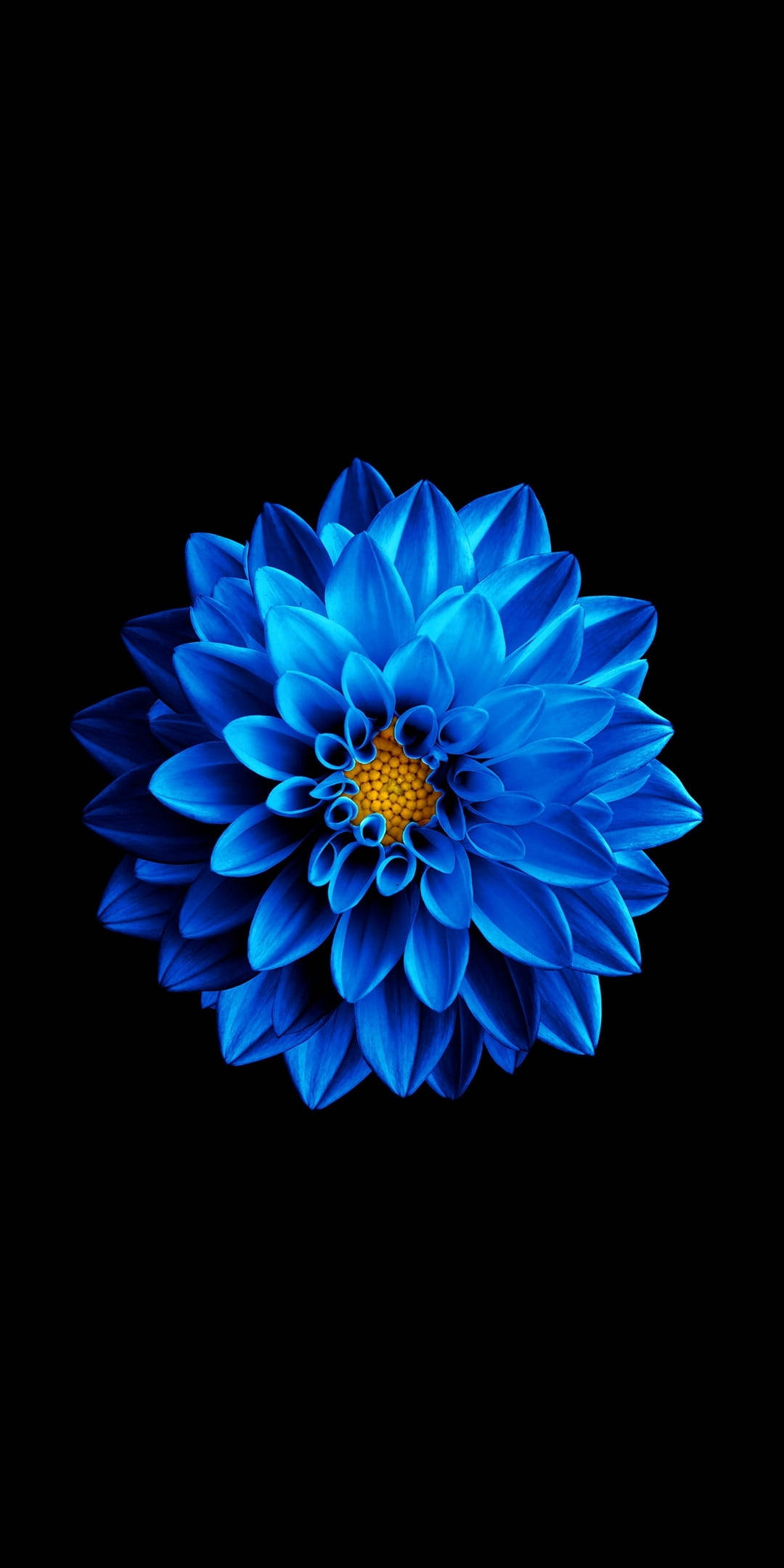Açan Dalya Samsung Full HD Duvar Kağıdı