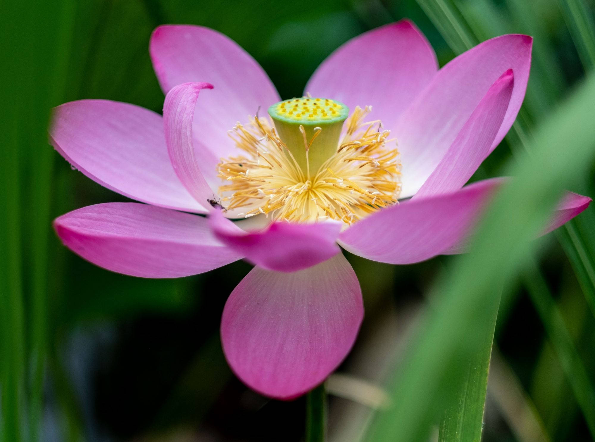 Açan Lotus Çiçeği Duvar Kağıdı