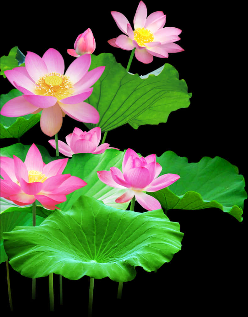 Açan Lotus Çiçekleri ve Yaprakları Duvar Kağıdı