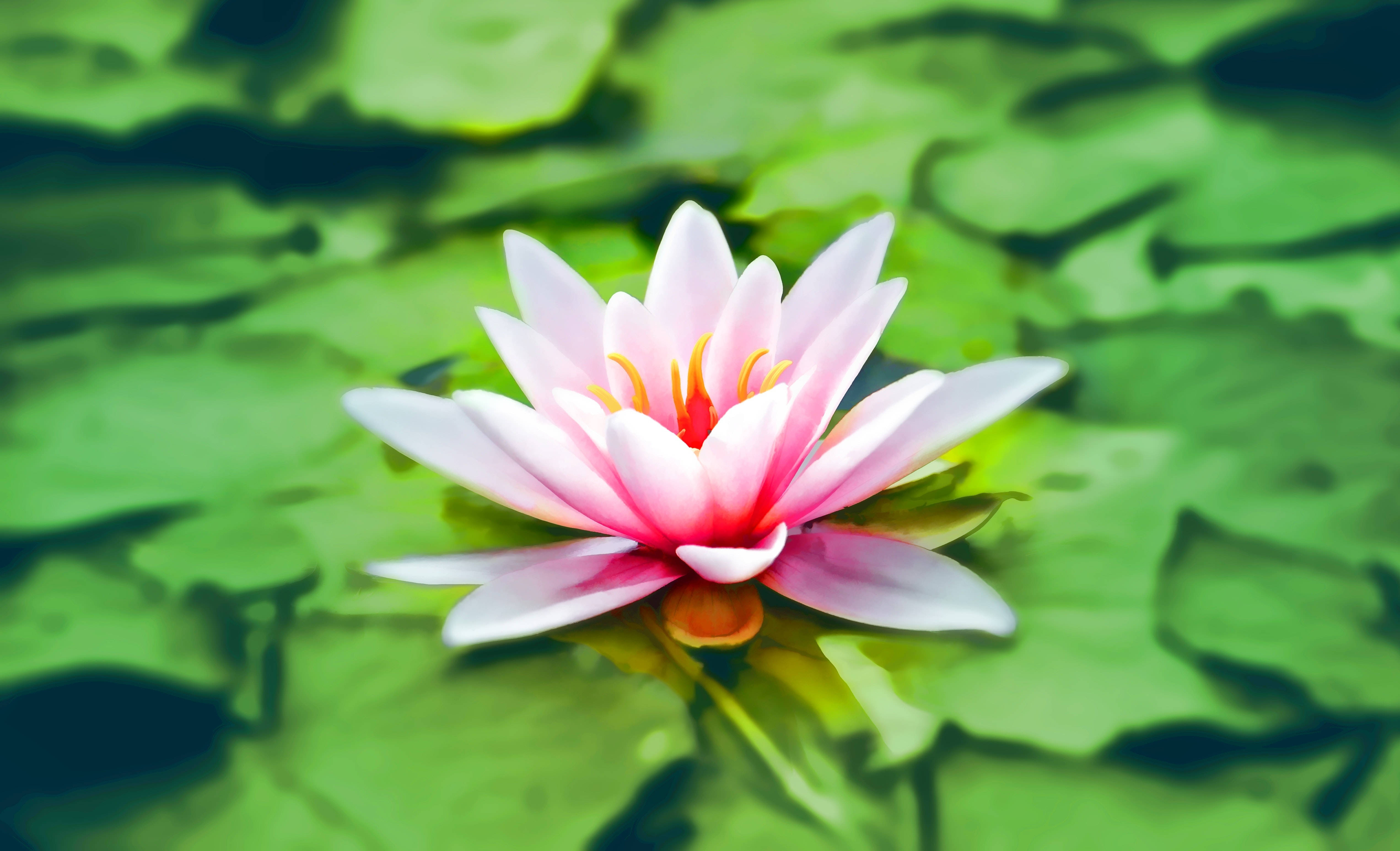 Açan Pembe Lotus Çiçeği Zirvesinde Duvar Kağıdı