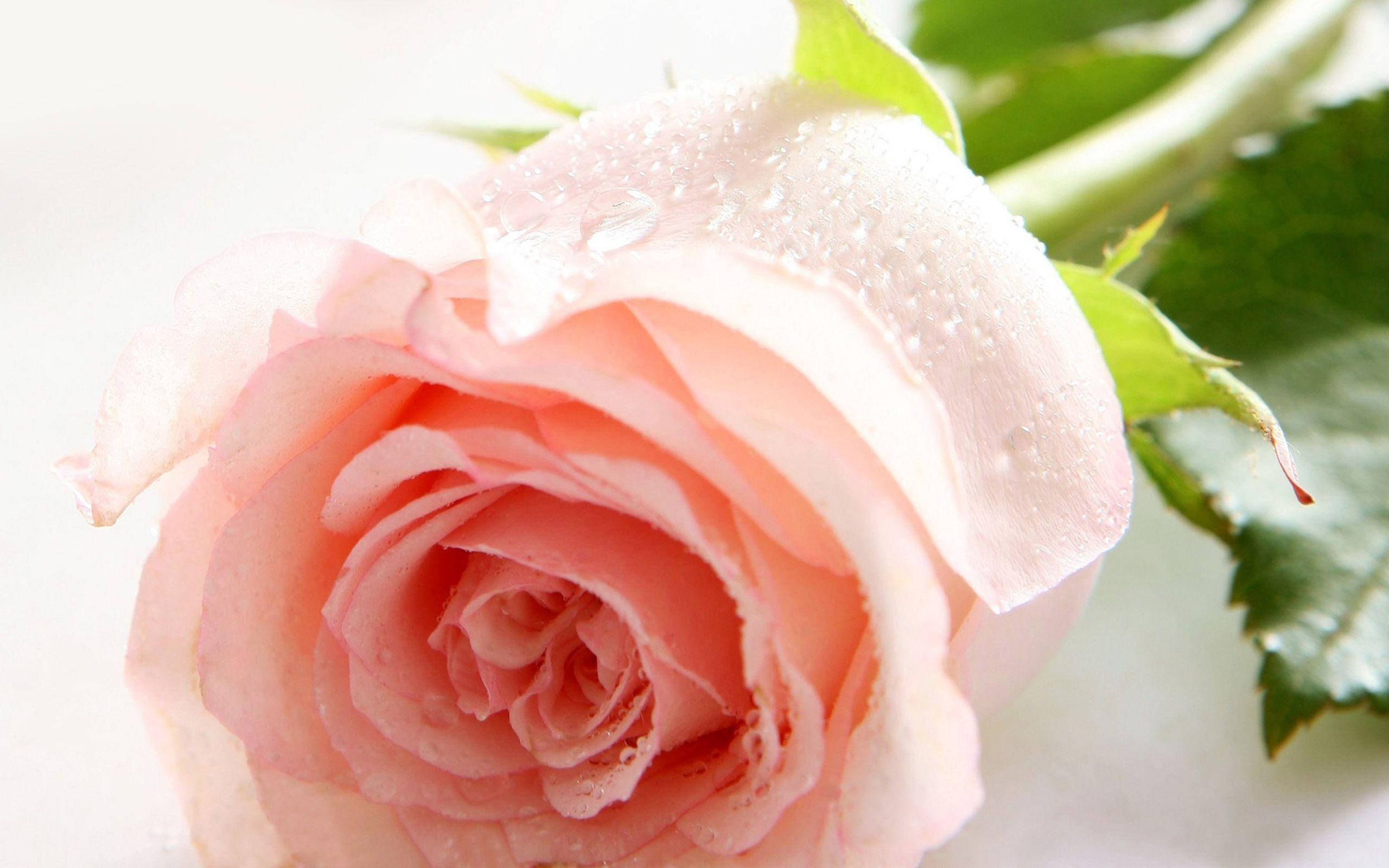 Açık Pembe Gül Çiçeği Duvar Kağıdı