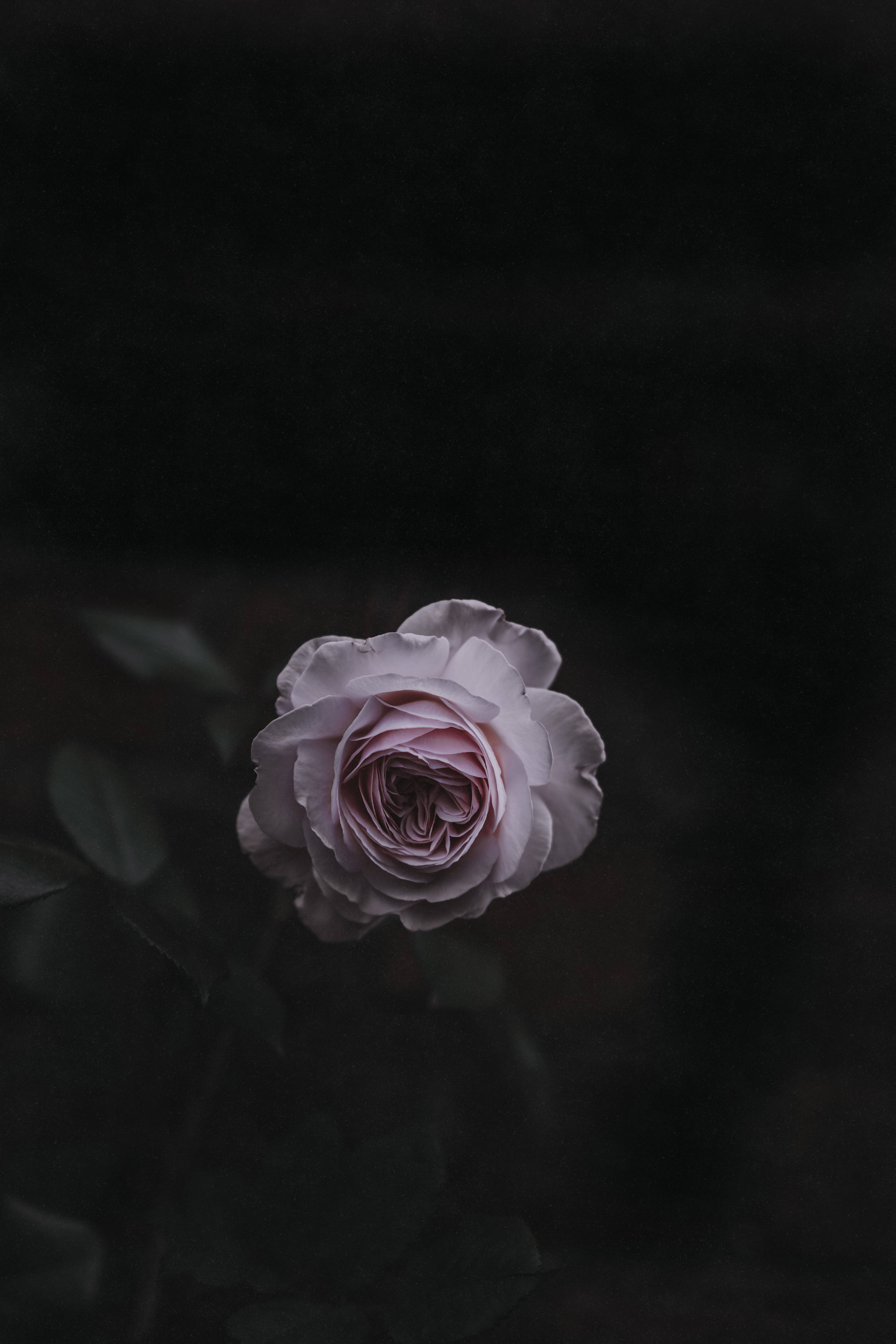 Açık Pembe Gül Çiçeği Duvar Kağıdı