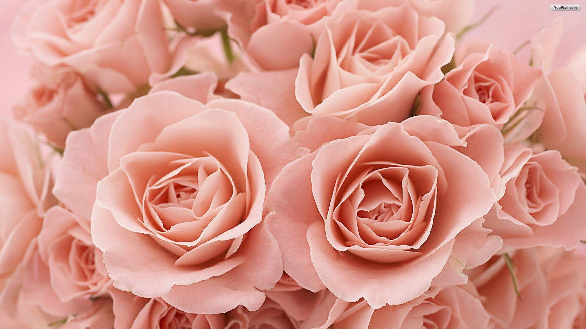 Açık Pembe Gül Estetiği Duvar Kağıdı