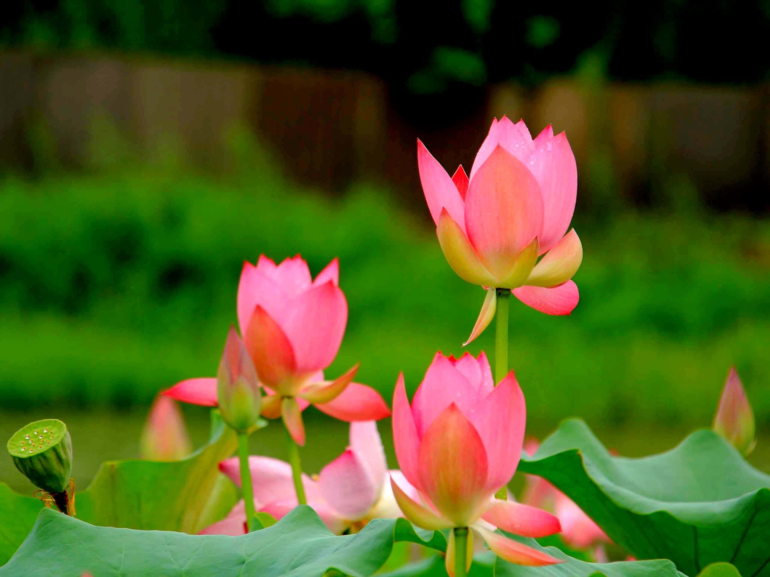 Açmış Bir Lotus Çiçeğinin Huzur Veren Görüntüsü Duvar Kağıdı