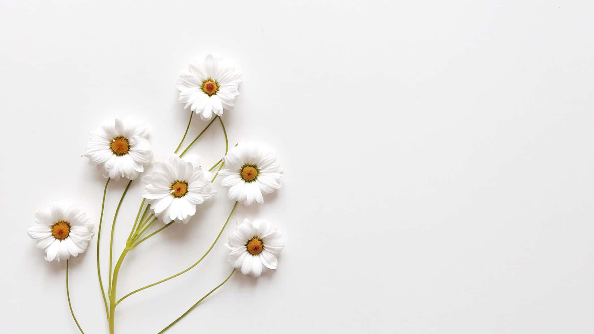 Aesthetic White duvar kağıdı ile sadeliği, zarafeti ve şıklığı deneyimleyin. Duvar Kağıdı