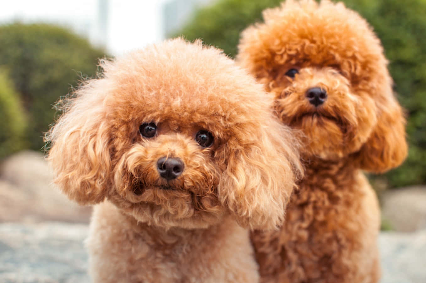 Affenpinscher'ı Tanıyın - Maymun Köpek Duvar Kağıdı