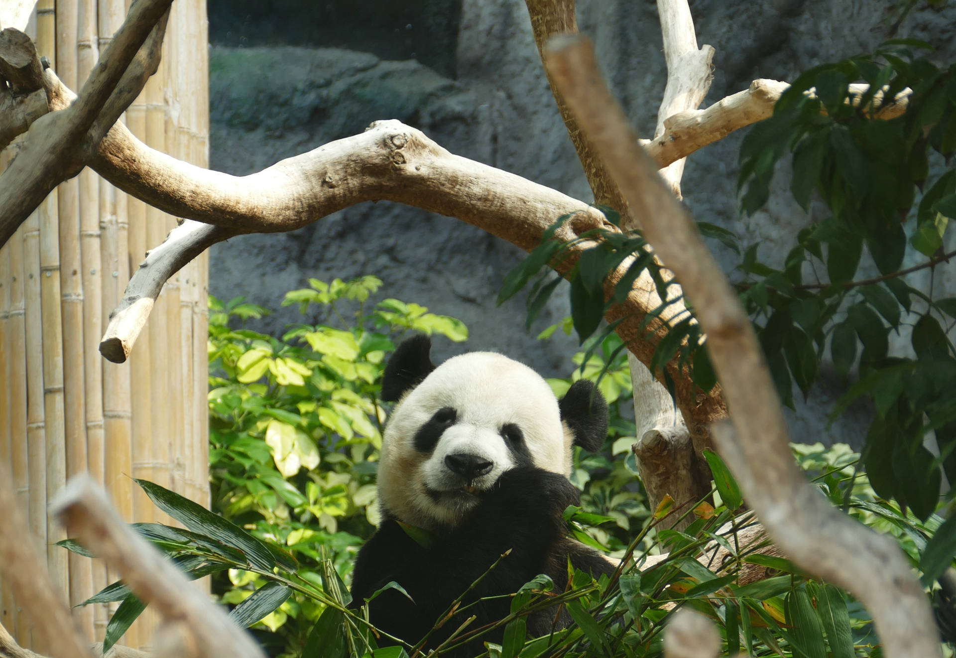Bambu otu yiyen panda etrafında ağaç dalı duvar kağıdı.