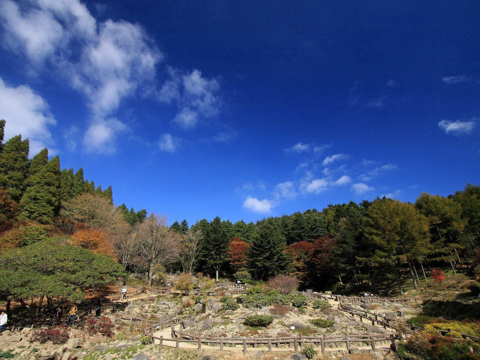 Ağaç ve Park Doğası Duvar Kağıdı