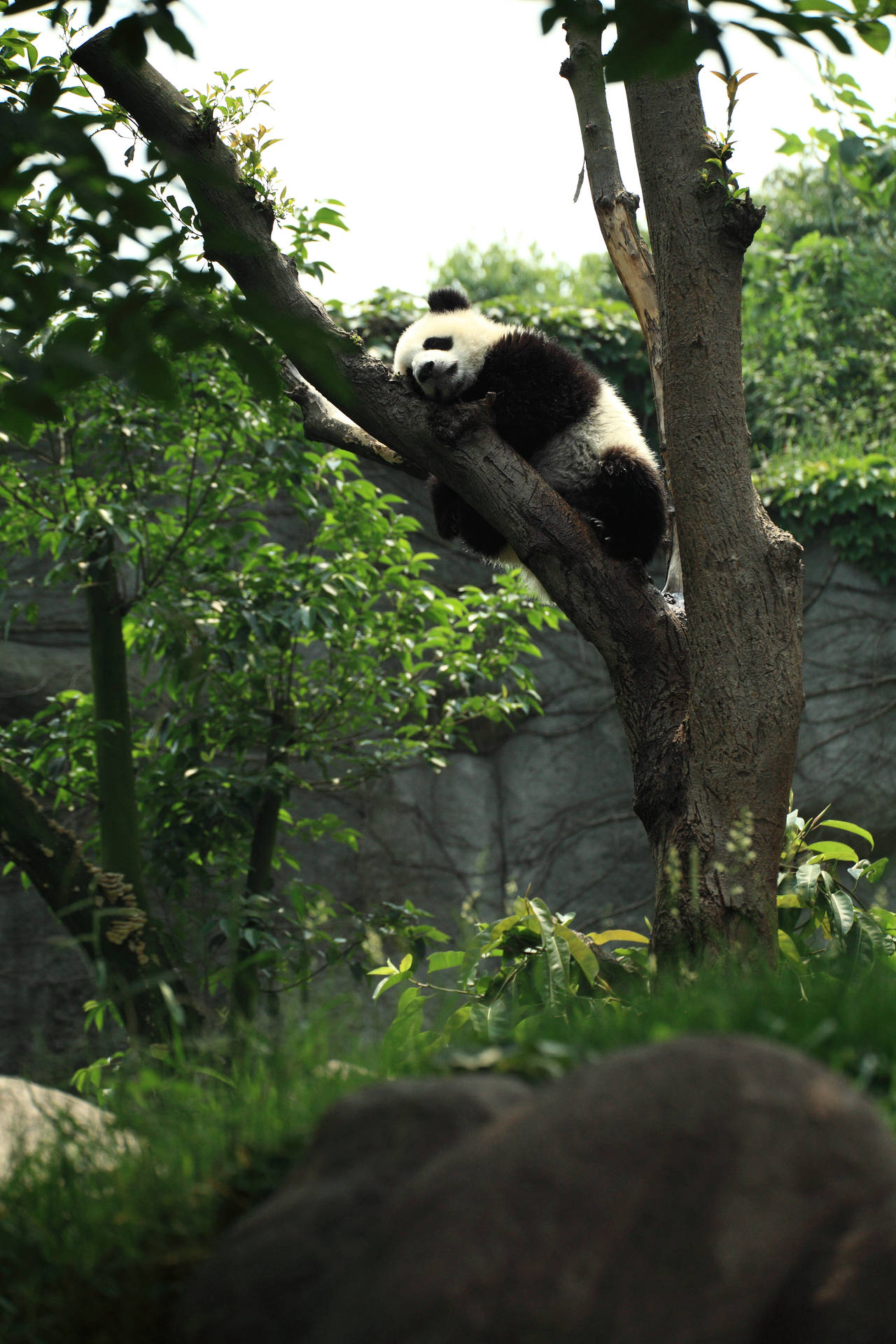 Ağaç dalında uyuyan sevimli panda duvar kağıdı.