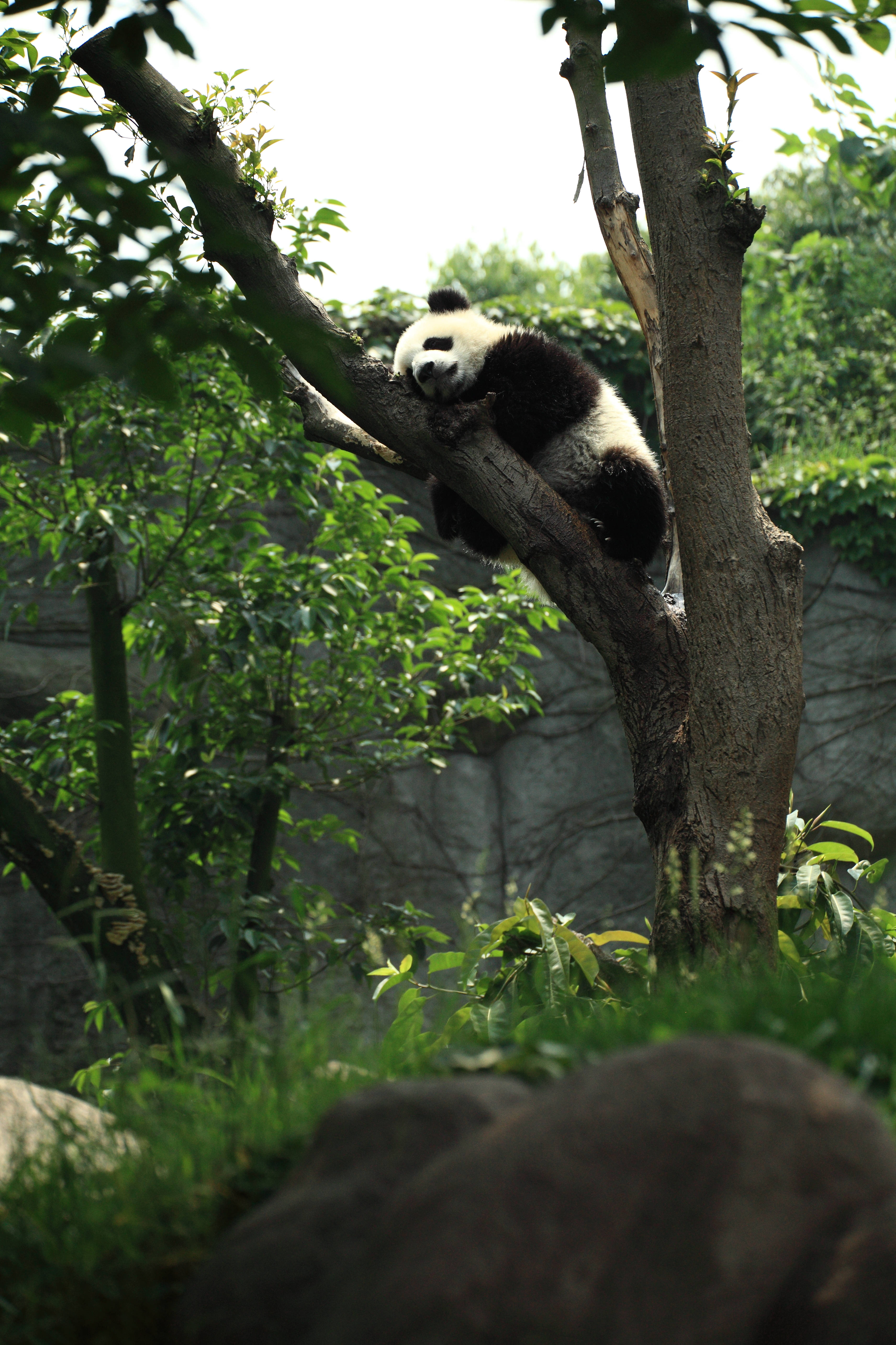 Ağaçta Uyuyan Panda Duvar Kağıdı