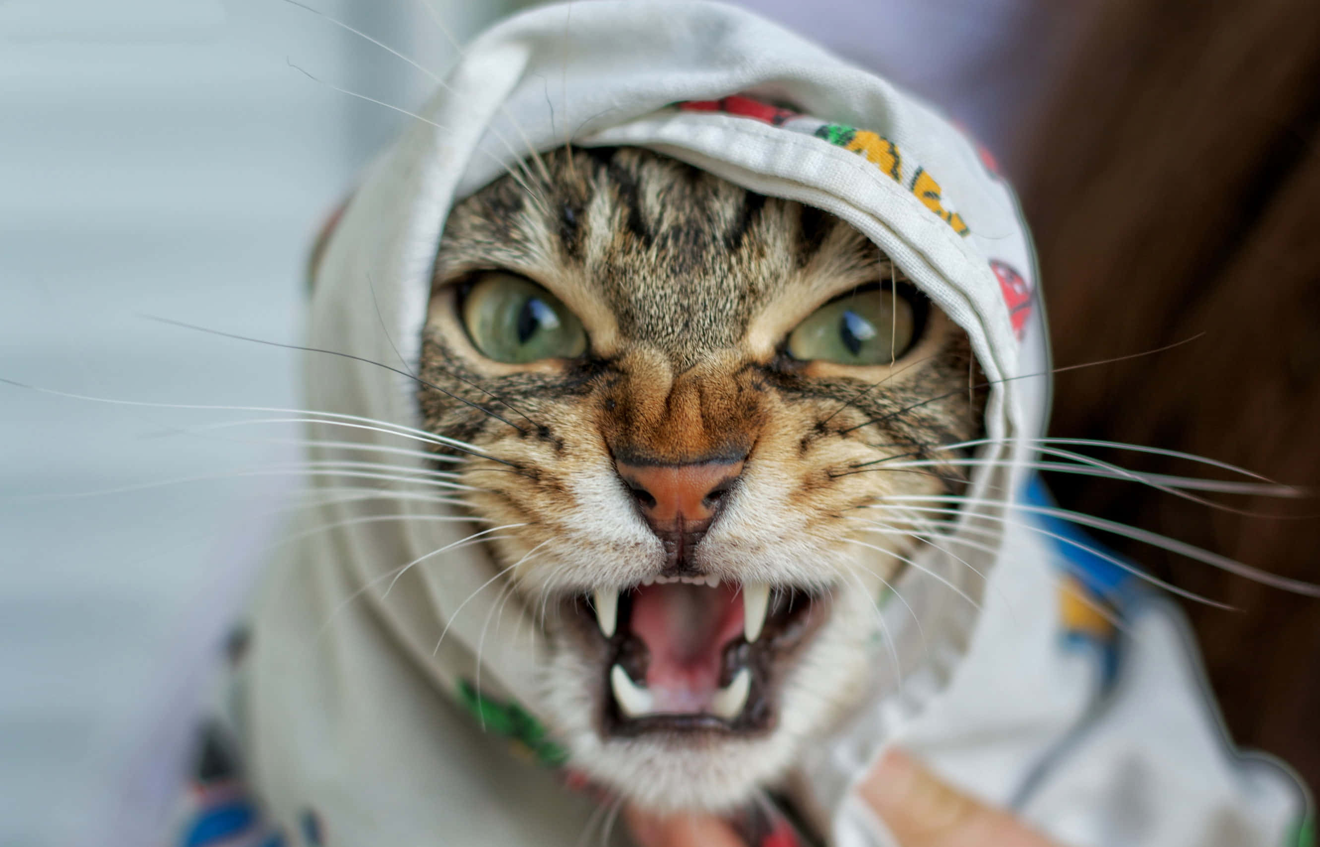 ağzı açık bir kedi bir kişi tarafından tutuluyor Duvar Kağıdı