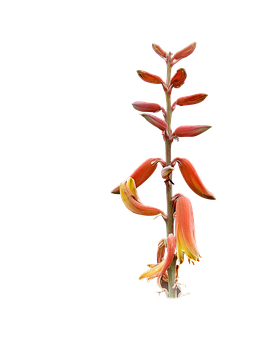 Aloe Vera Çiçek Açan Sap Duvar Kağıdı