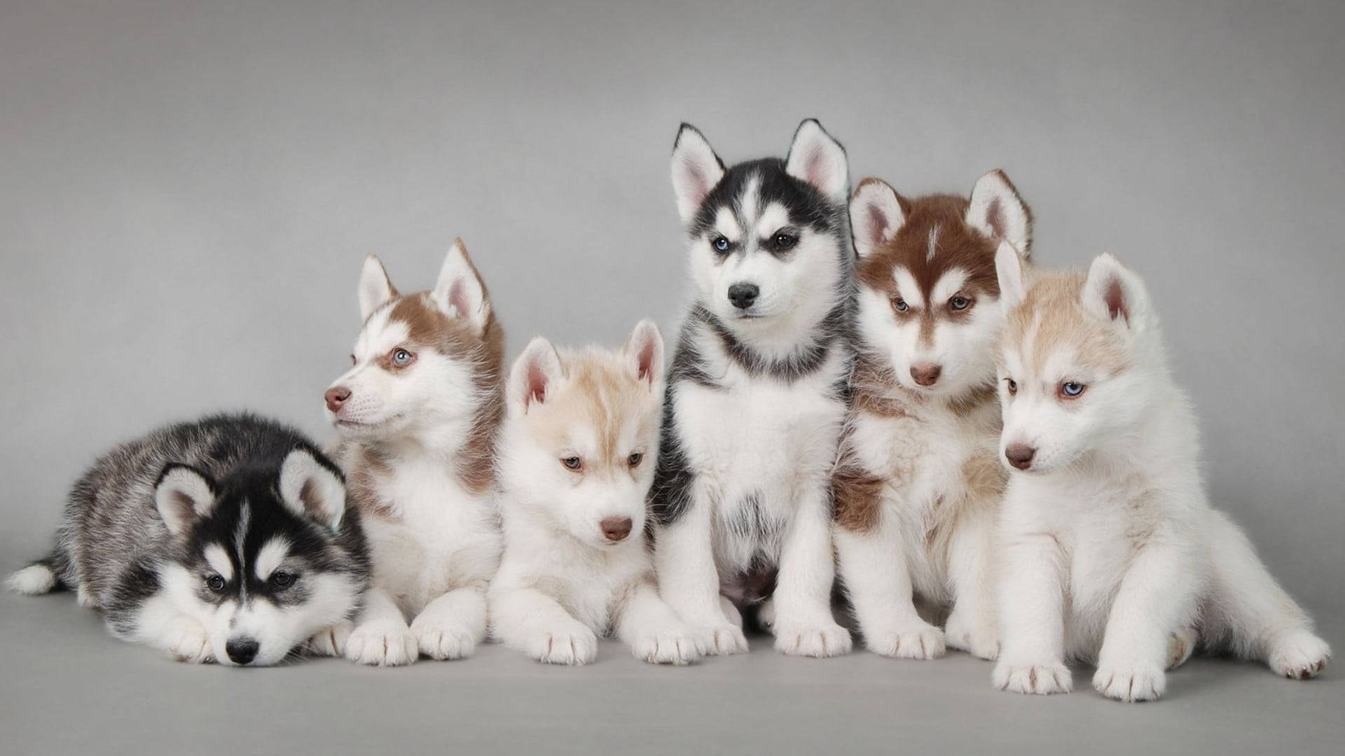 Altı Husky Yavrusu Fotoğraf Çekimi Duvar Kağıdı