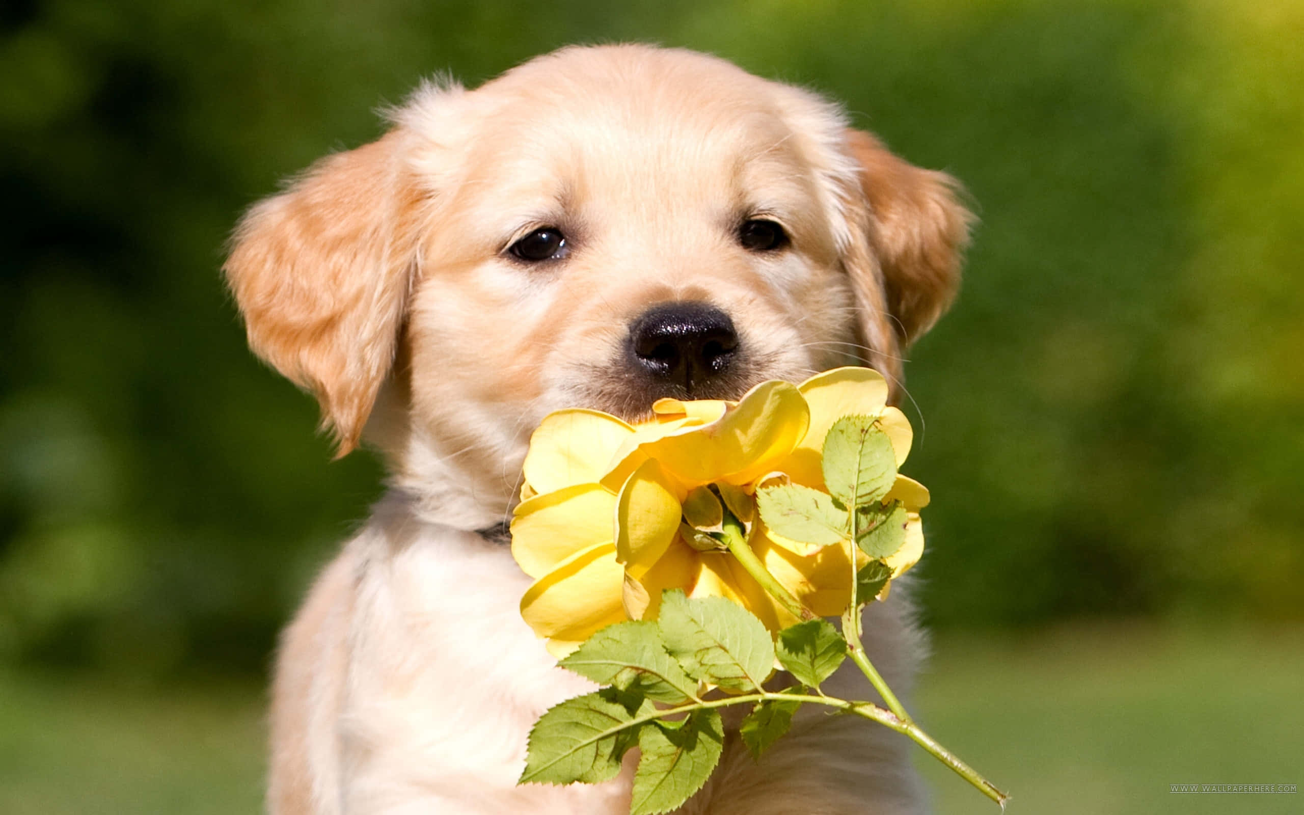 Altın Retriever Yavrusu Çiçek Resmi Duvar Kağıdı