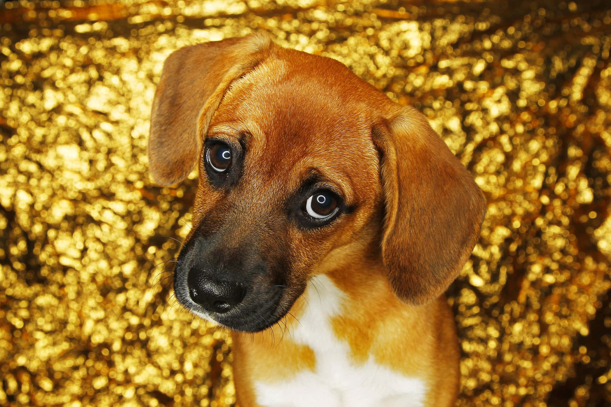 Altın Estetik Arka Plan Üzerinde Sevimli Evcil Köpek Resmi Duvar Kağıdı