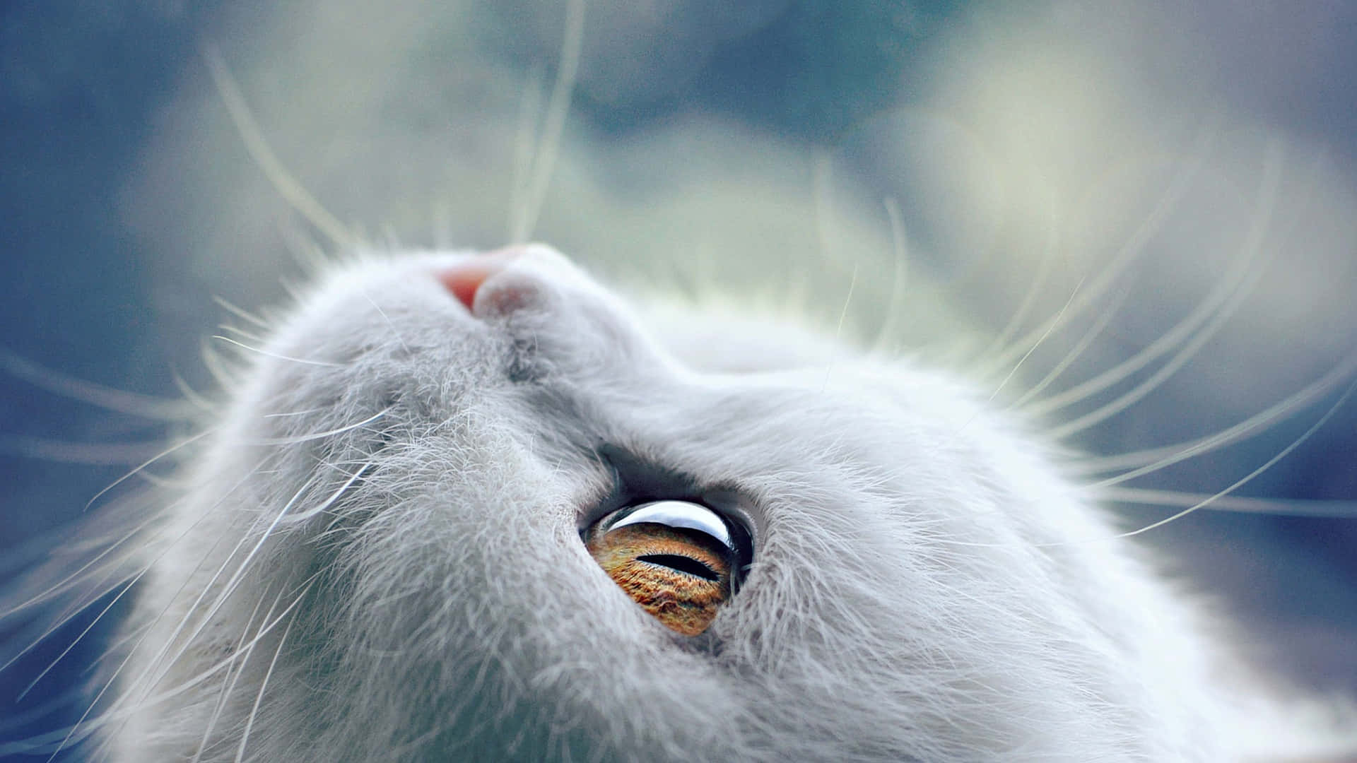 Altın Kedi Gözleri Beyaz Tüylü Kedi Duvar Kağıdı
