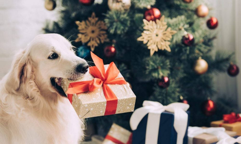Altın Renkli Köpek Noel Hediyesiyle Duvar Kağıdı
