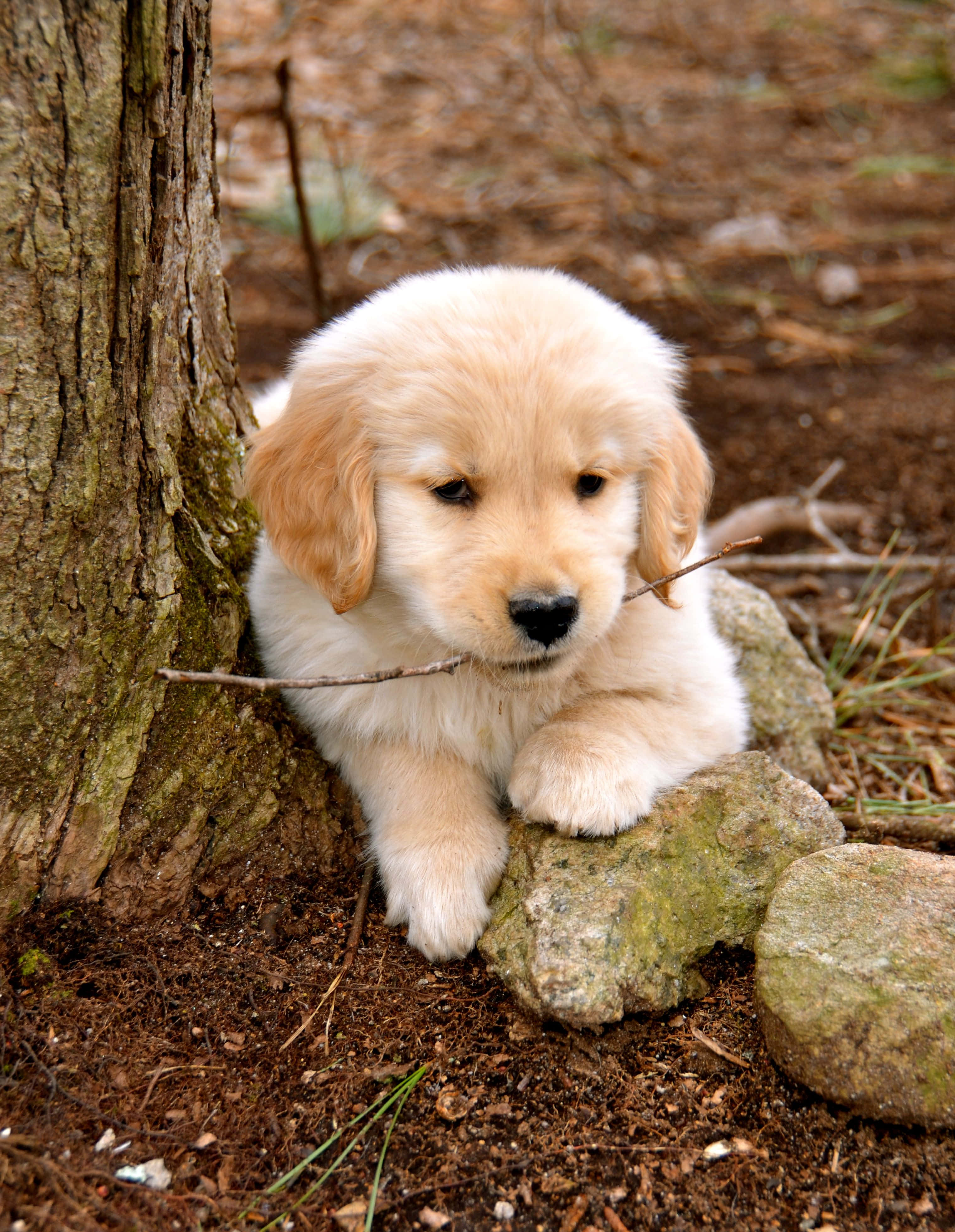 Altın Retriever Yavrusu Çubuk Tutan Köpek Resmi Duvar Kağıdı