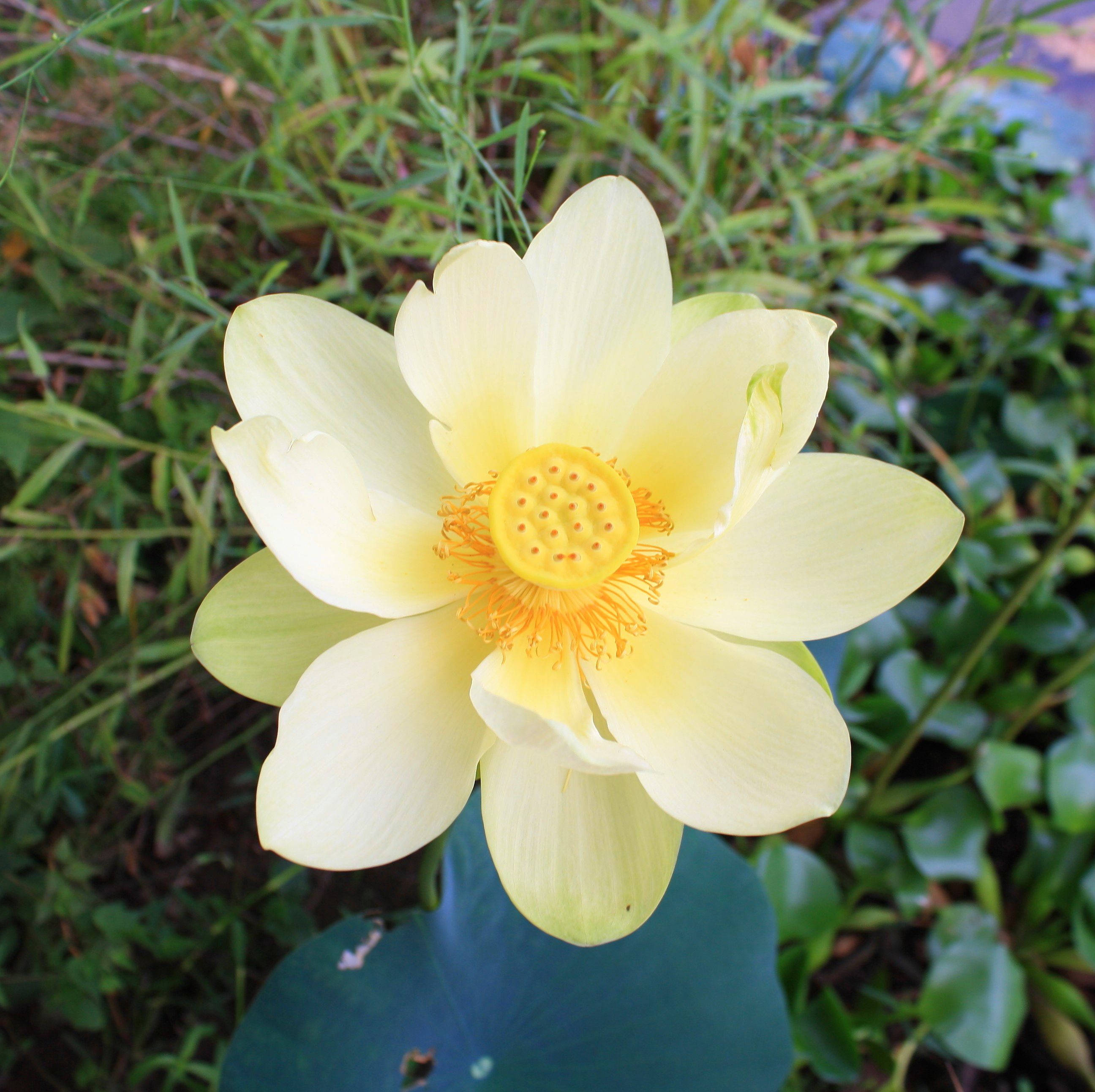 Amerikan Lotus Çiçeği Duvar Kağıdı