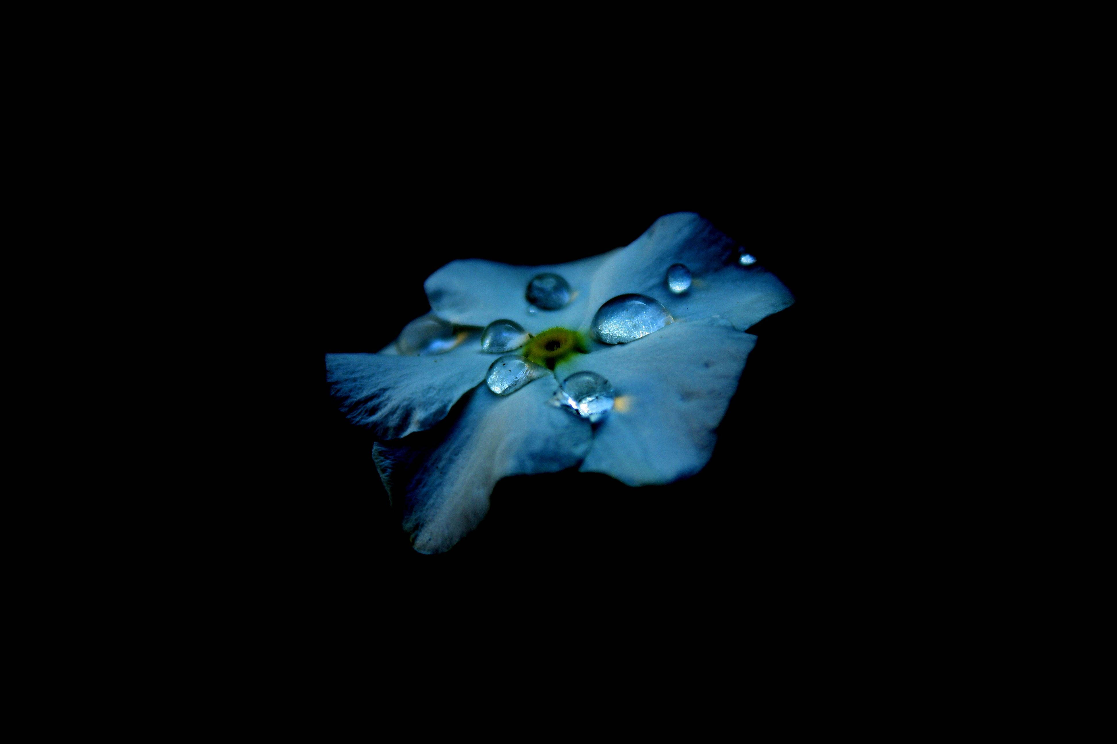 AMOLED Mavi Çiçek Damlalarıyla Ortaya Çıkan Hayatın Güzelliği Duvar Kağıdı