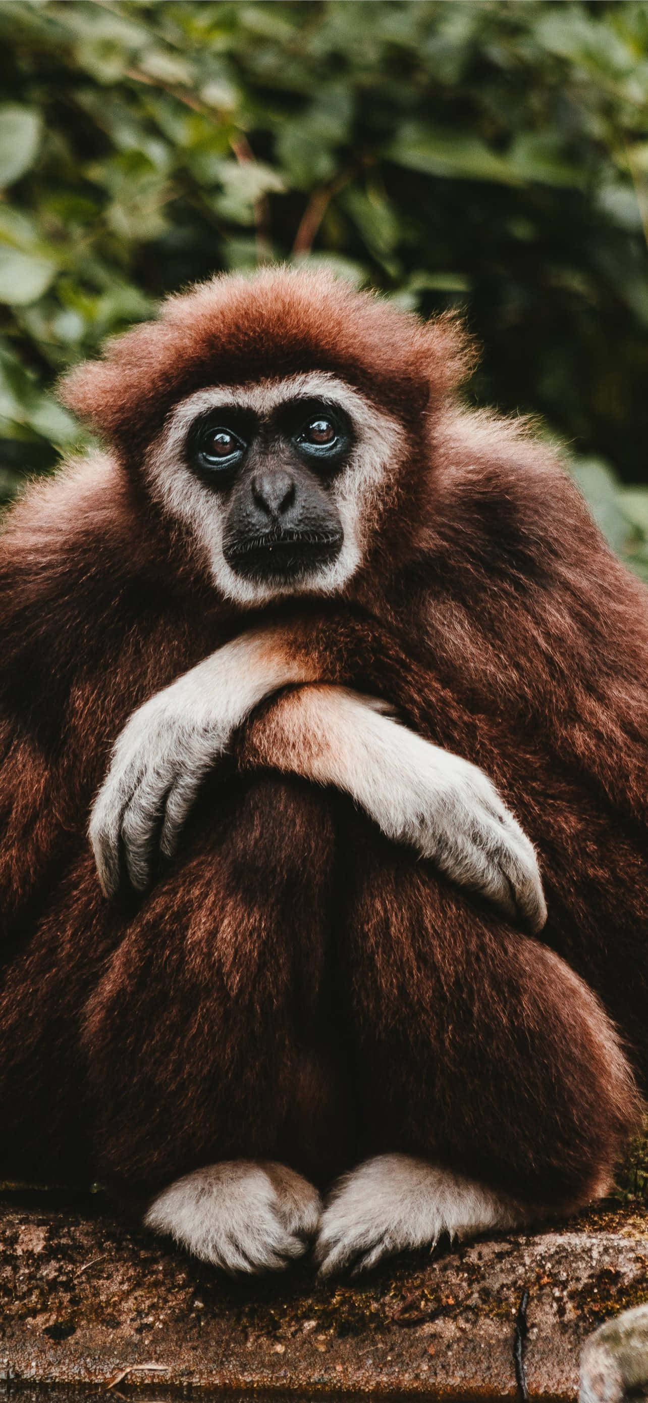 Android Gibbon Sizi Mobil Teknolojinin Geleceğine Götürüyor Duvar Kağıdı