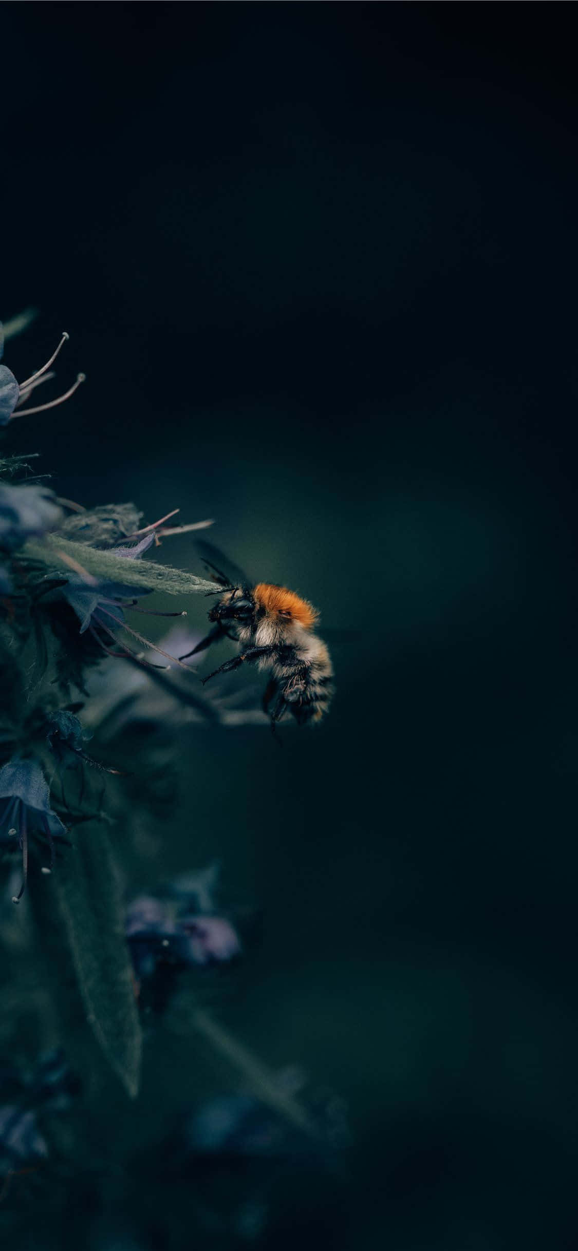 Arı Estetik Fotoğrafı iPhone Duvar Kağıdı
