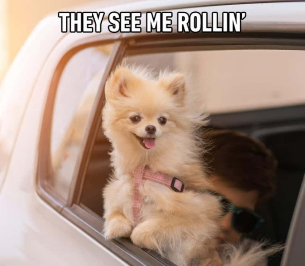 Arabada Mutlu Köpek Meme Görseli Duvar Kağıdı