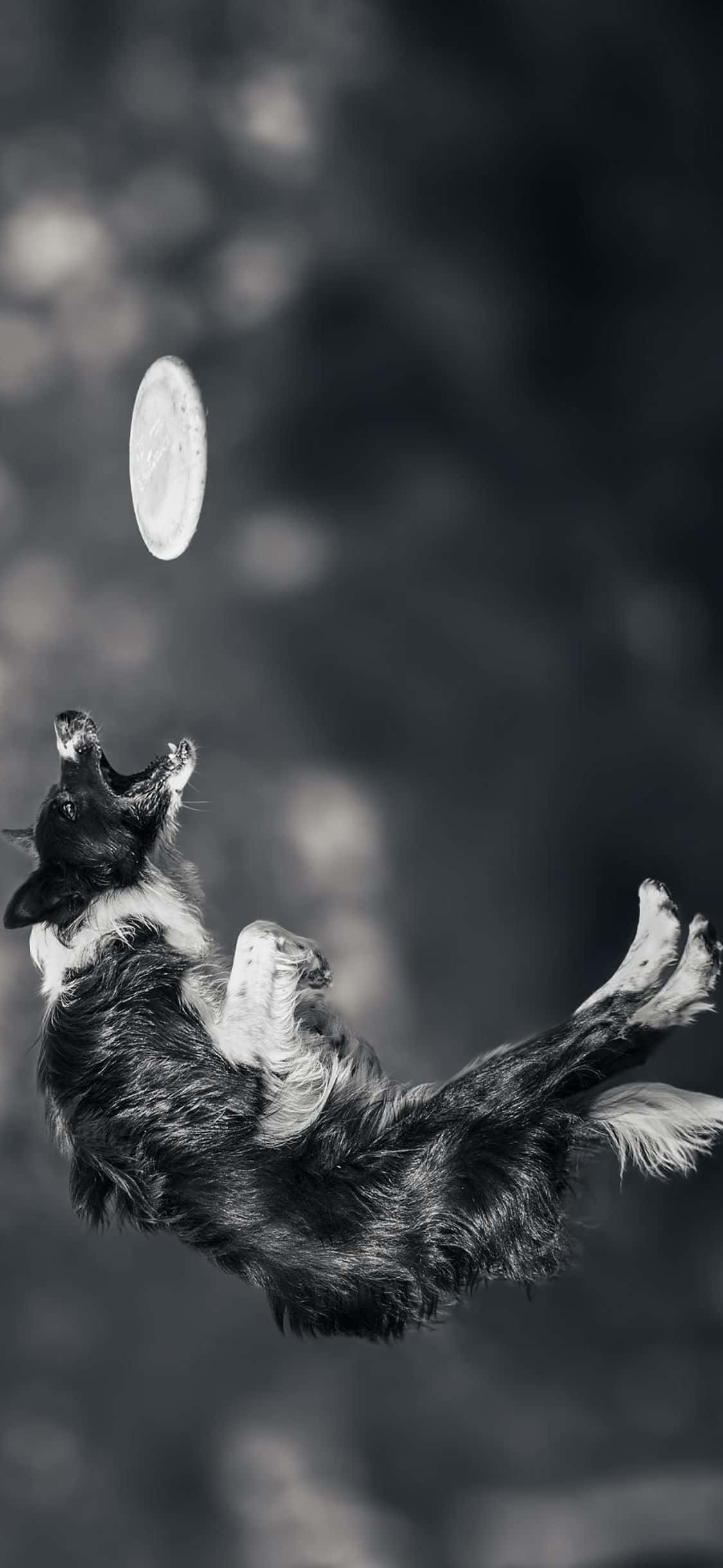 Arkadaşlarınla bu iPhone Xs Frisbee ile oyna Duvar Kağıdı