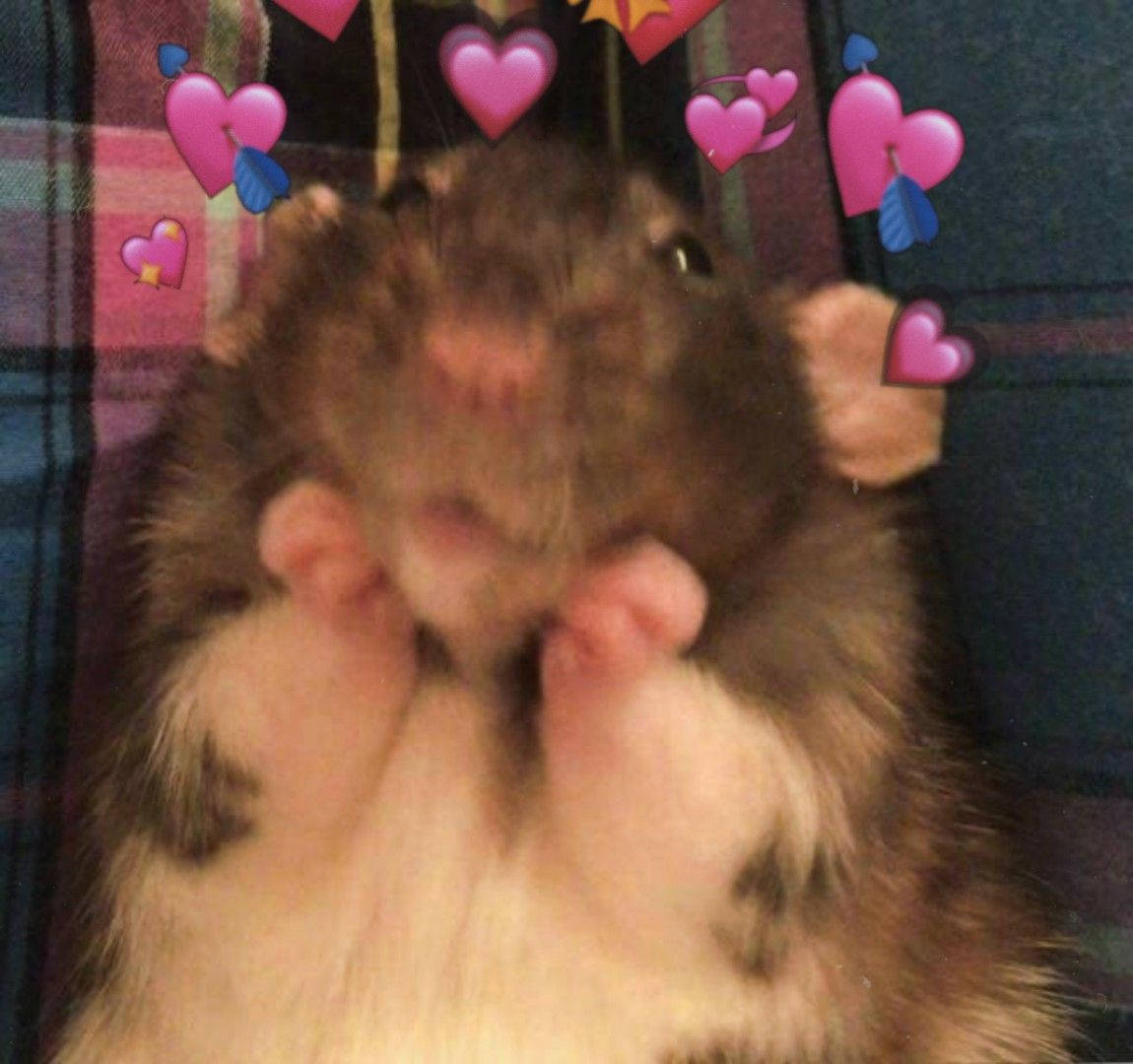 Aşık Hamster Memi Duvar Kağıdı