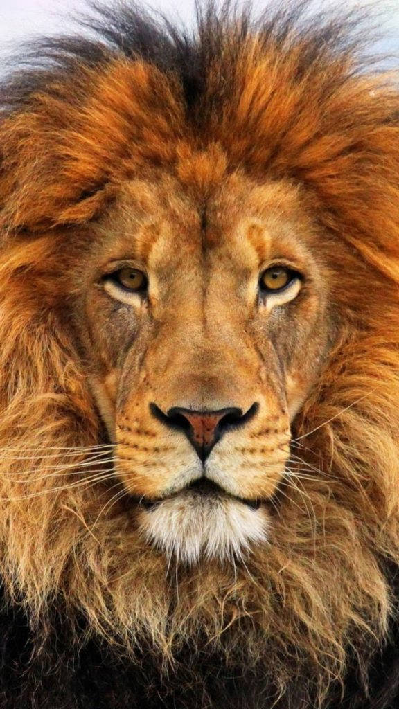 Aslan iPhone 6 Duvar Kağıdı