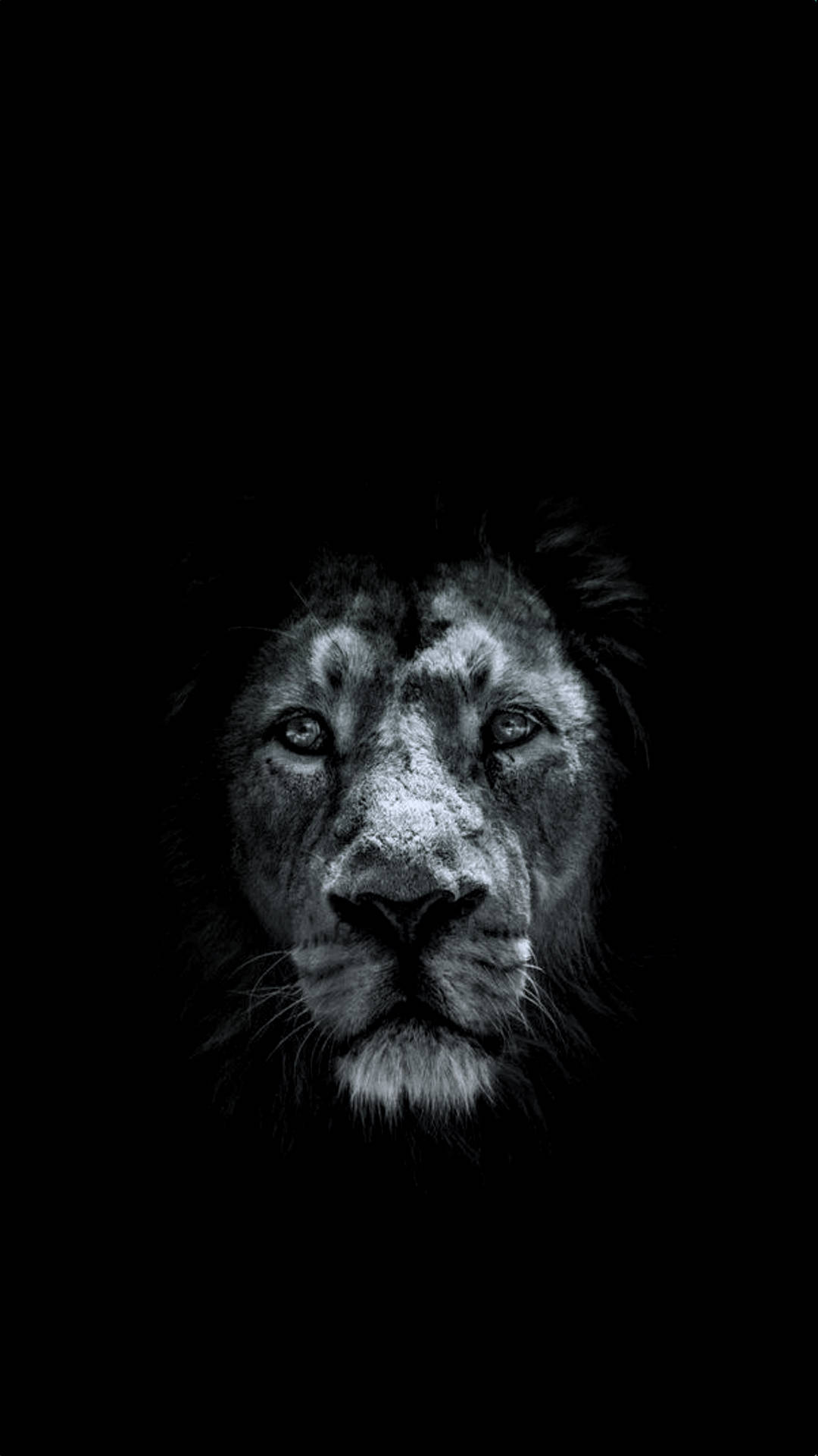 Aslan Siyah Katı iPhone Duvar Kağıdı
