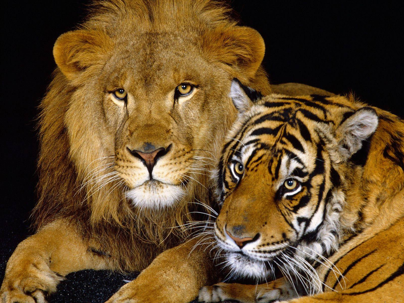 Aslan ve Kaplan Bir Arada Duvar Kağıdı