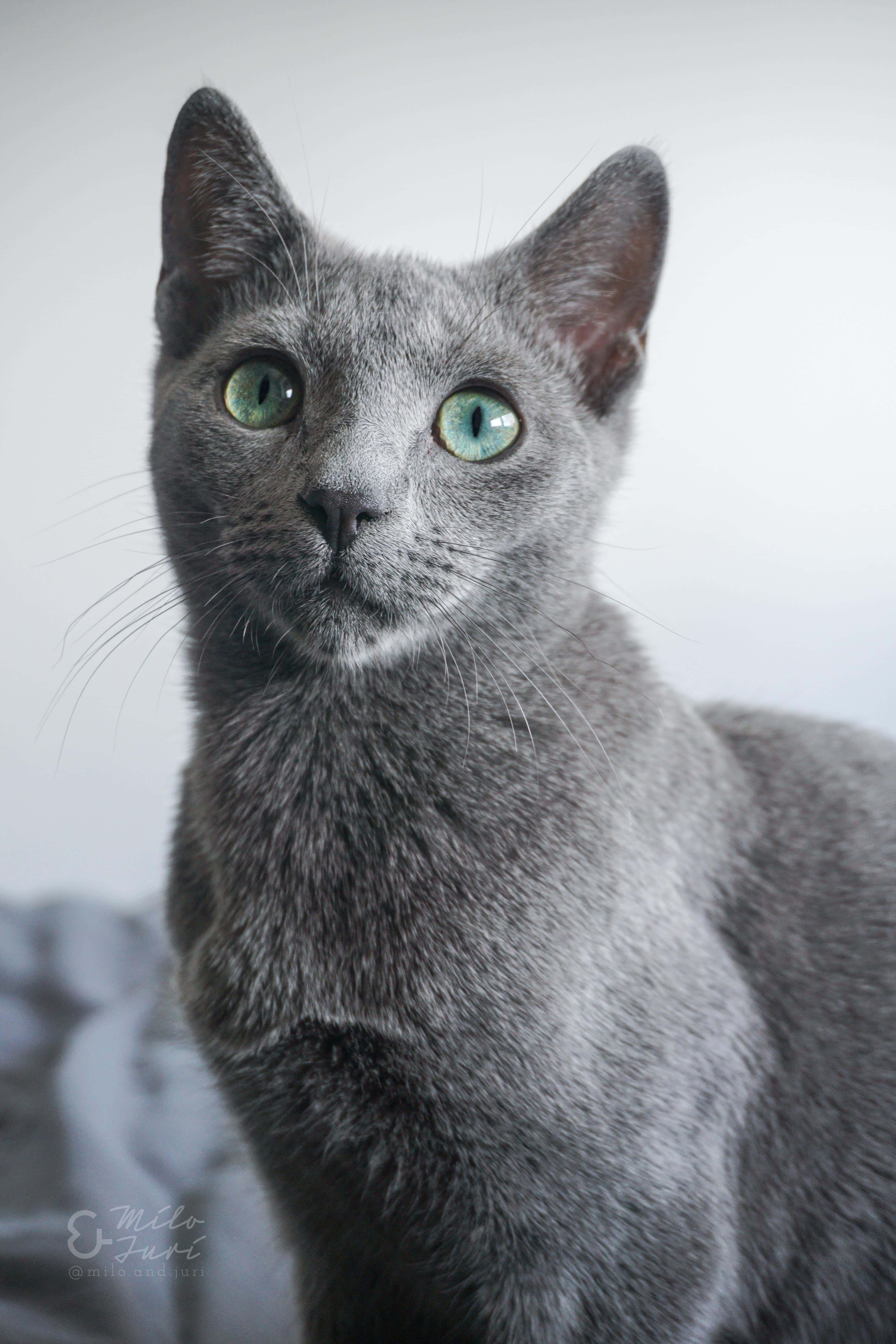 Aşırı Sevimlilik! Muhteşem Rus Mavisi Kedi Duvar Kağıdı